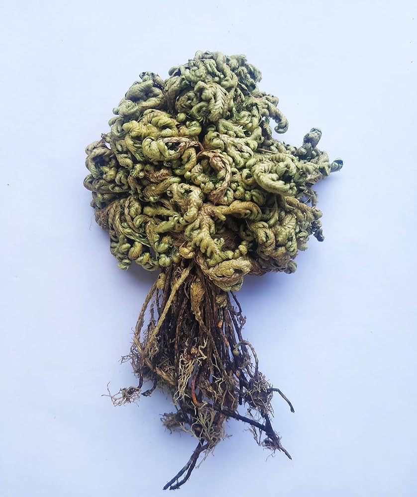 Ginekologiya vaginal sanitariya Onlayn porno yosh va semiz ayollar m