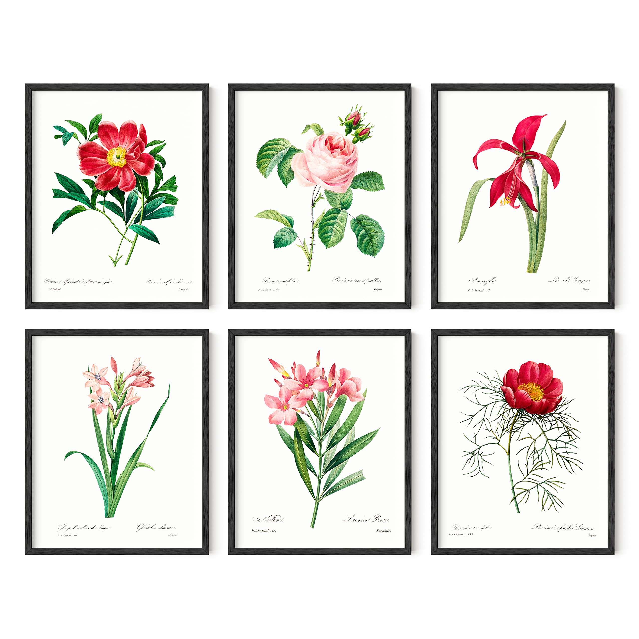 HAUS AND HUES Vintage Flower Posters and Prints - Set of 6 Wildflower Wall Art Botanical Print Set | Plant Poster Floral Art Prints for Wall UNFRAMED