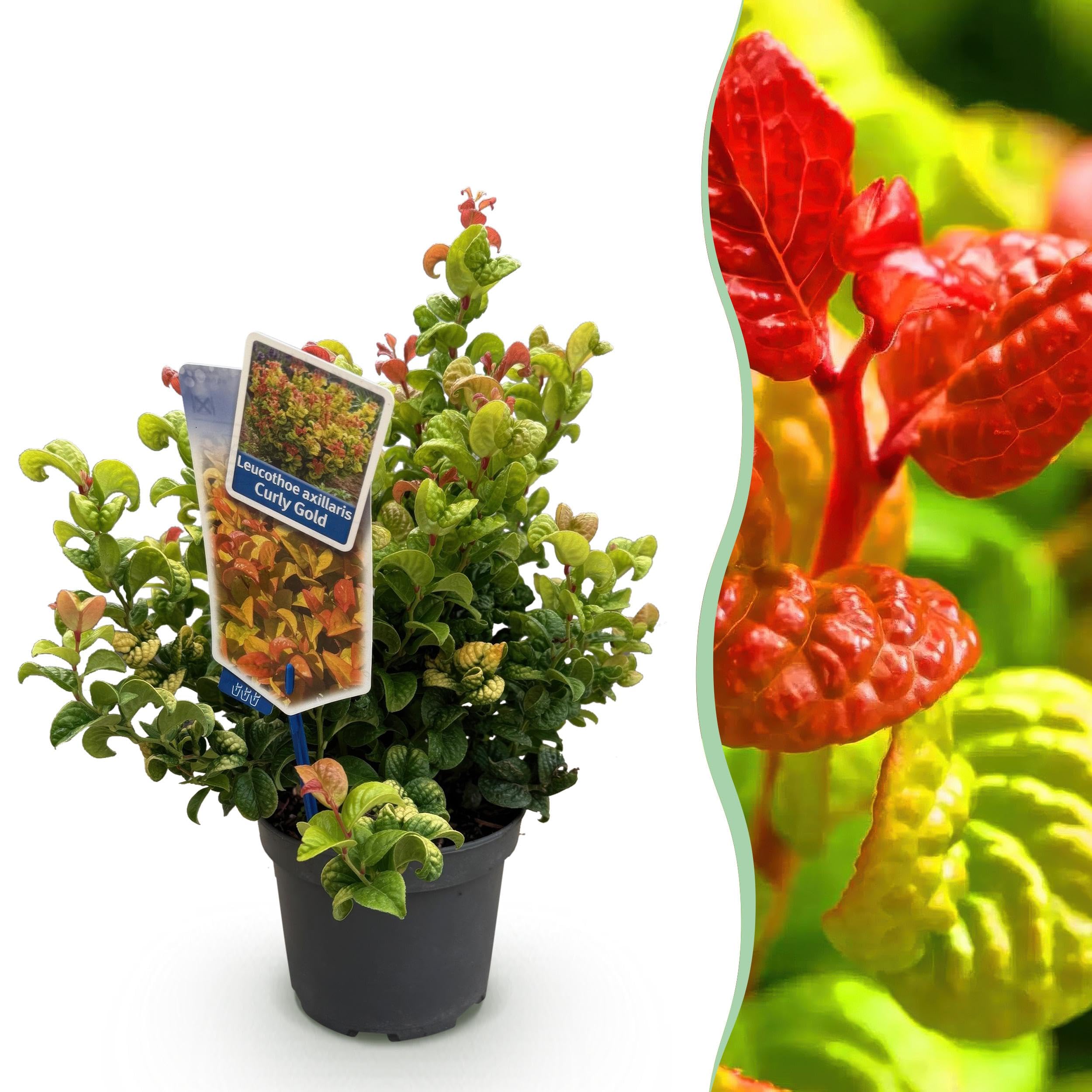 Leucothoe Curly Gold - Jaune - Feuillage persistant - Peu d'entretien - 30-40cm - Ø17cm - Plante de jardin