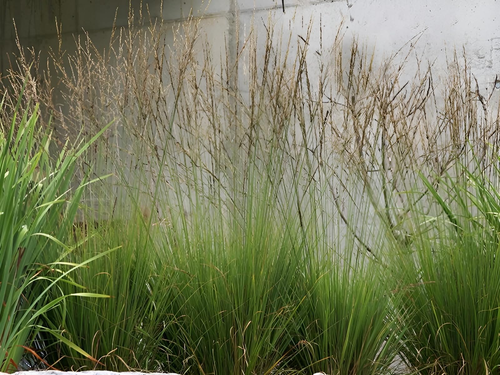 Stauden Gänge 10 x Molinia caerulea 'Edith Dudszus' Kleines Pfeifengras