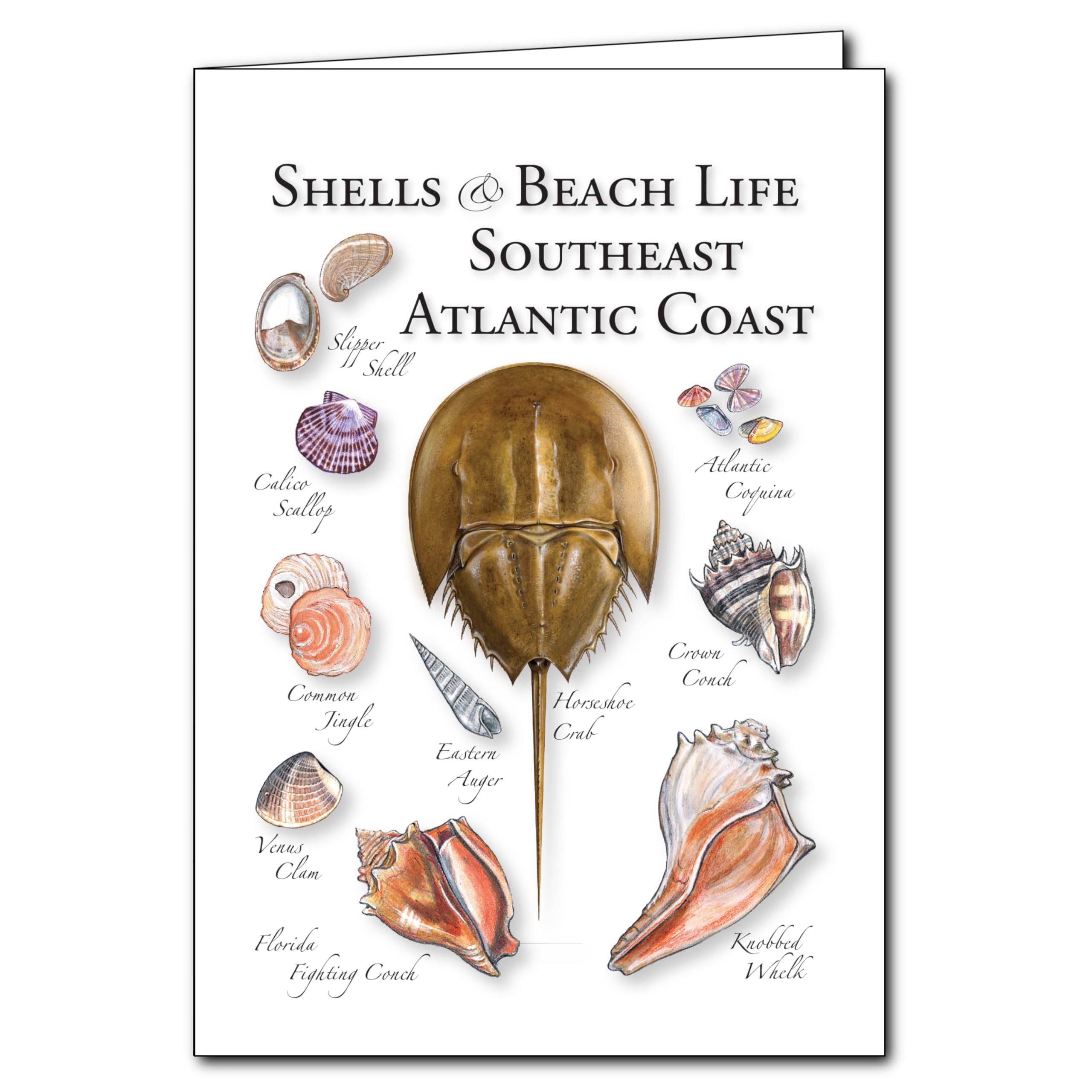 Shells of the Southeast Atlantic Coast - 5_ X 7_ Greeting Cards