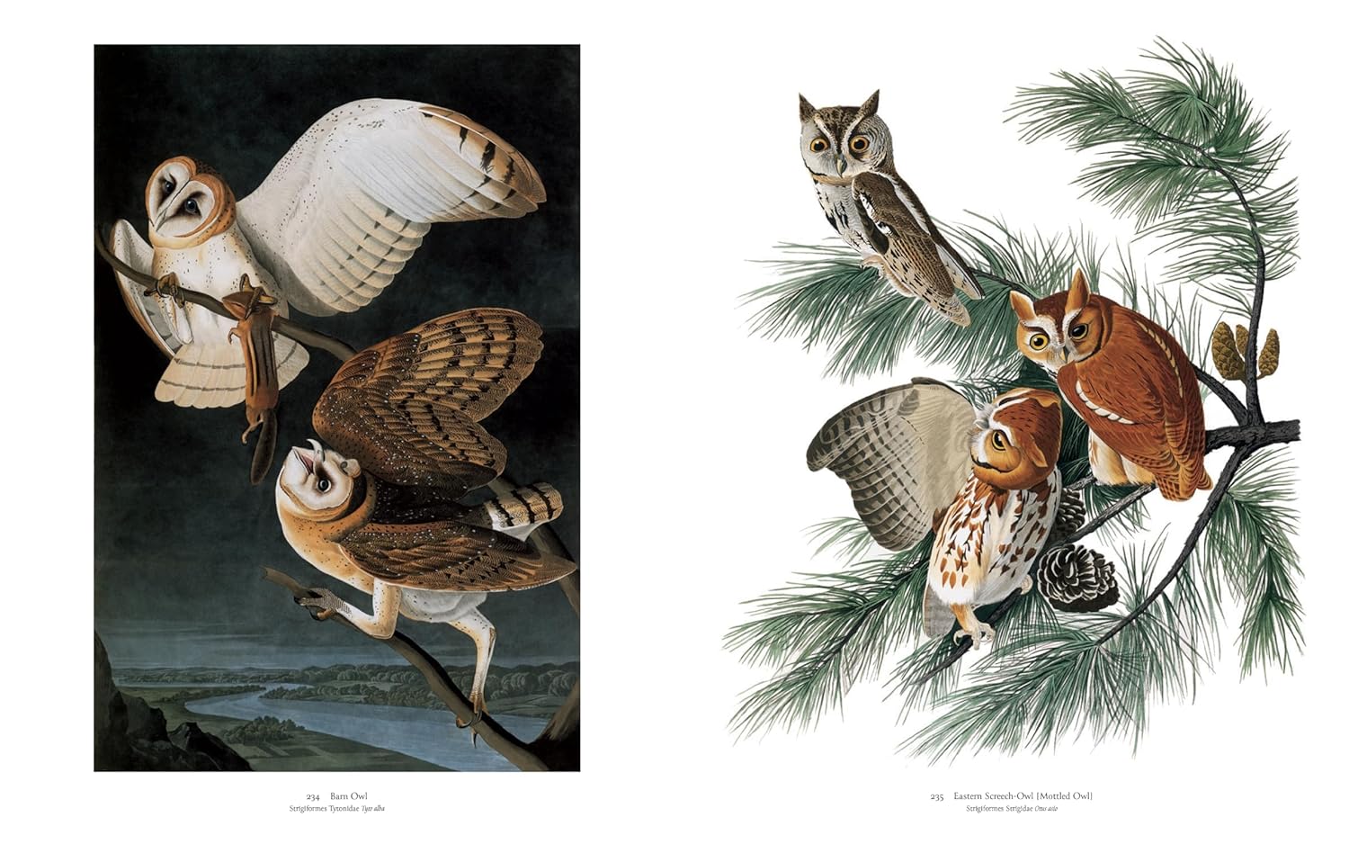 Audubon's Birds of America: The Baby Elephant Folio - Image 10
