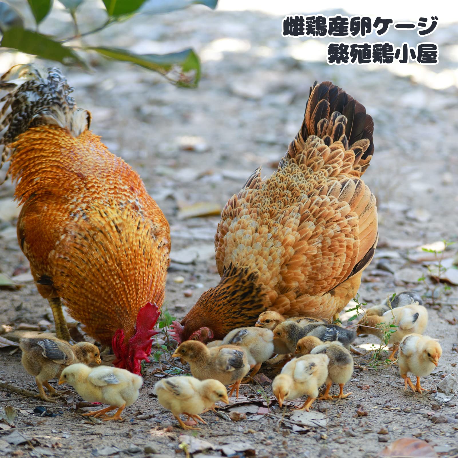 送料込み＊ステンレスケージ　サビに強く丈夫 Amazon | ステンレス鋼 鶏用ケージ 産卵鶏 鶏小屋 強くて頑丈の鶏飼育