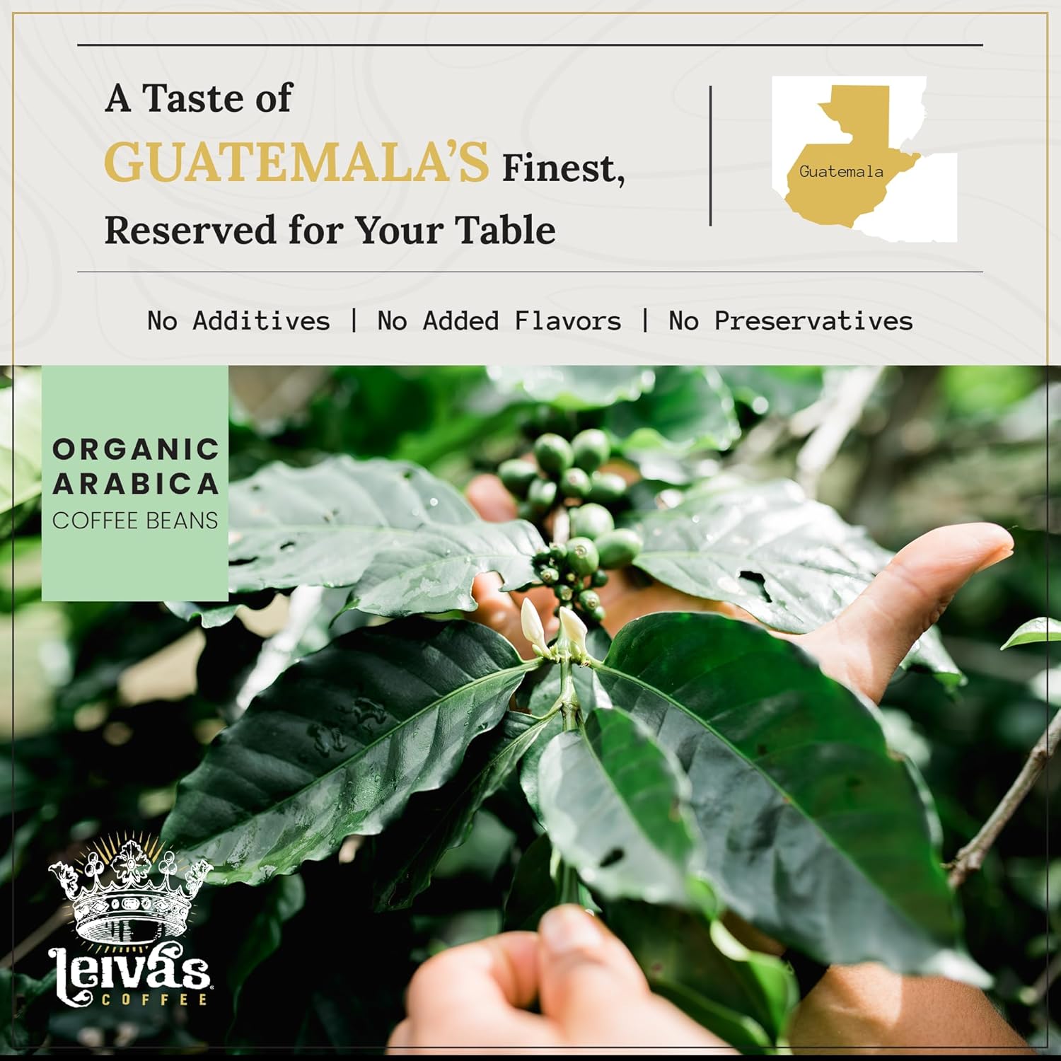 Leiva’s Breakfast Blend Medium Roast Coffee (8oz), Roasted to Order, Small Batch Guatemalan Beans – Organic Single Origin Coffee Beans - Low Acidity Medium Roast for Drip & French Press Brez