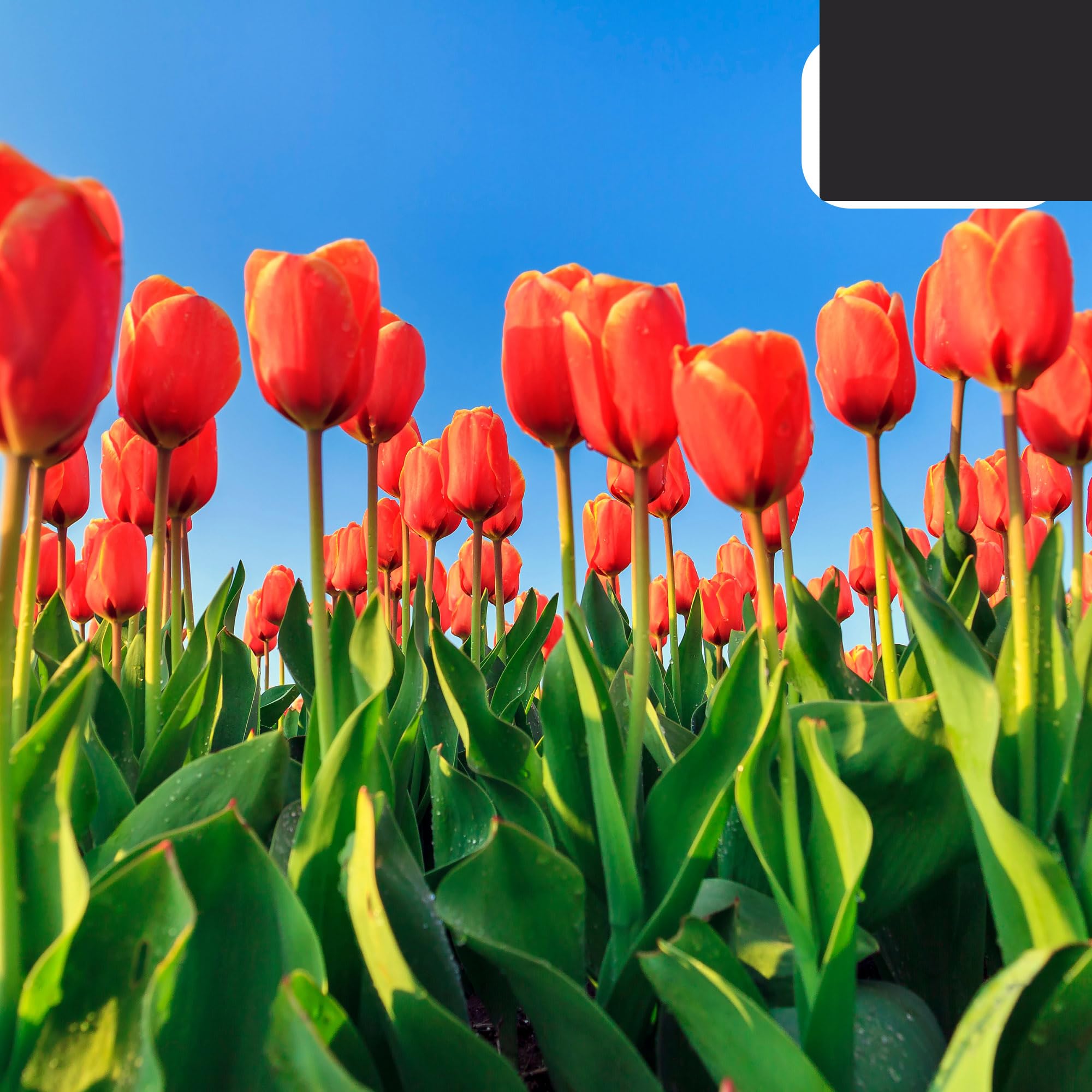 Bulbos de tulipán Dafeng | 20 unidades - Tulipanes naranjas grandes - 30-50cm - Ø5cm - bulbo de flor - Planta de jardín