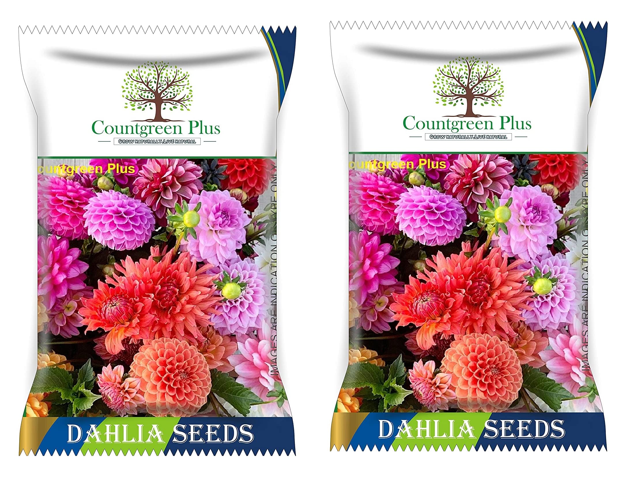 Countgreen Plus Organic Dahlia Non-hybrid Beautiful Perennial Gardening Flowers Seeds For Home, Garden and Balcony (Pack of 100 seeds, 2 Packet Each) (B0C3BN4W1W) Amazon Price History, Amazon Price Tracker