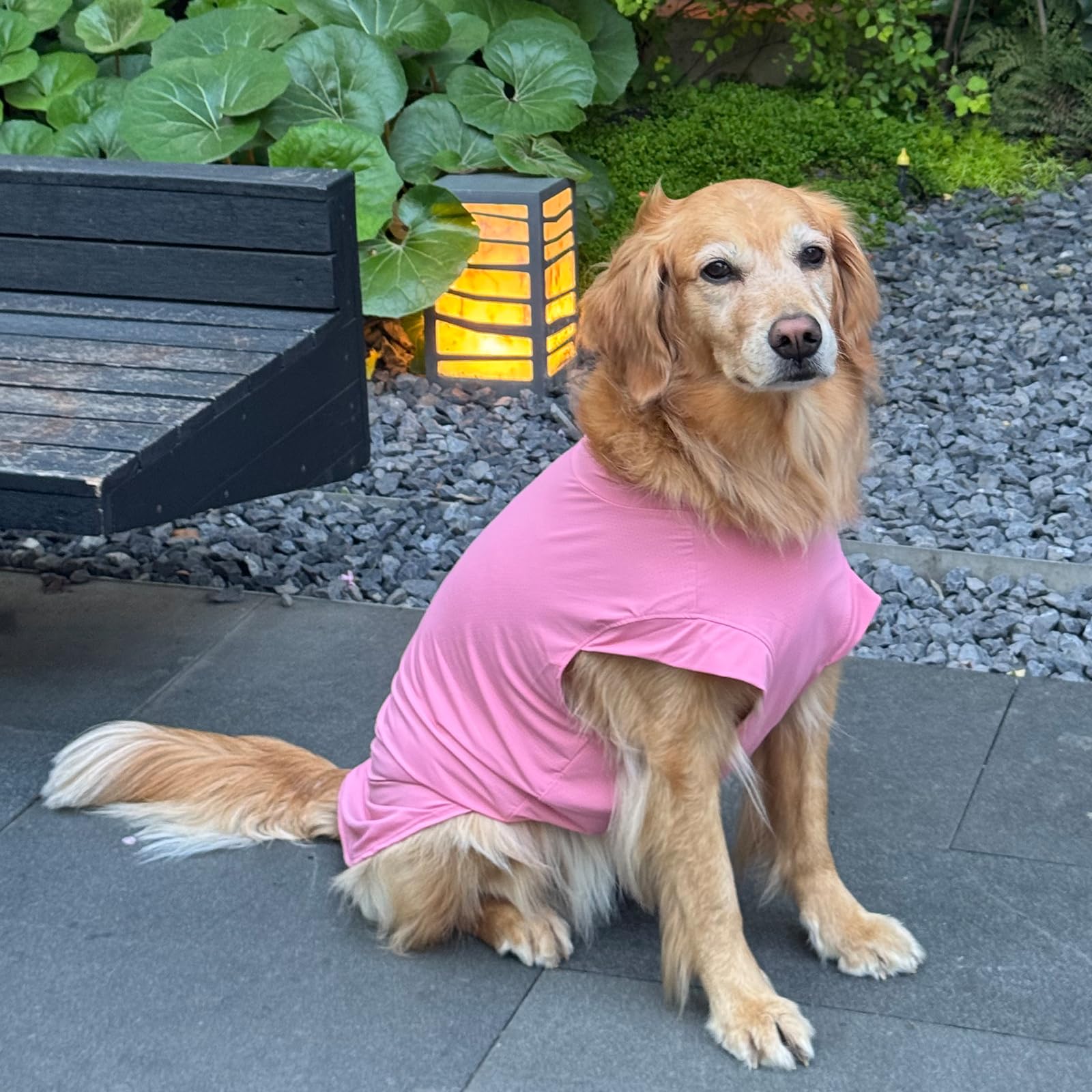 ROZKITCH Lot de 2 chemises rafraîchissantes pour chien, t-shirt doux pour l'été, débardeur respirant pour animaux de compagnie, sweat-shirt uni sans manches pour animaux de compagnie de très grande
