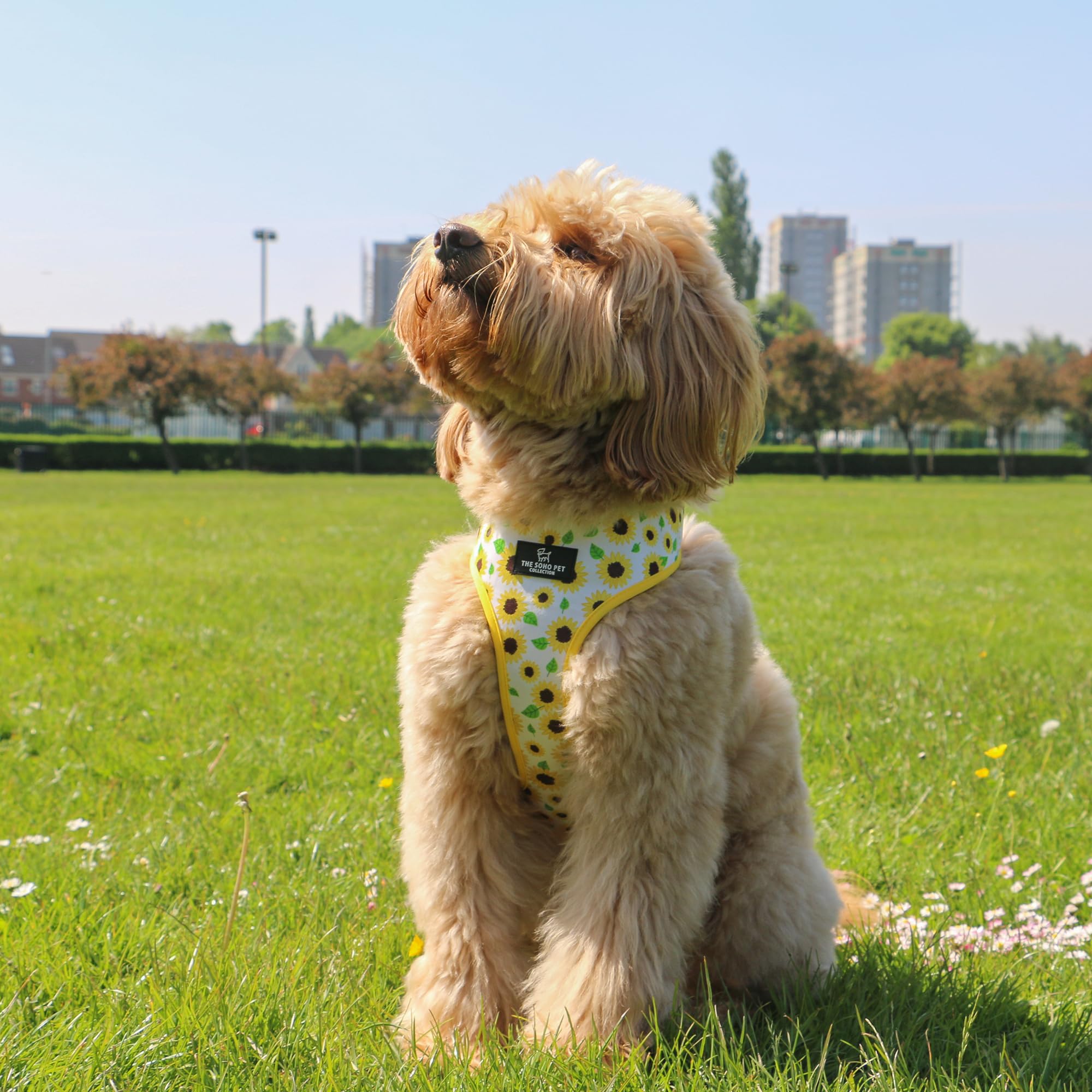 Ancol Sunflower Reversible Dog Harness in Yellow Check, Comfortable Weatherproof Pet Accessory - Image 3
