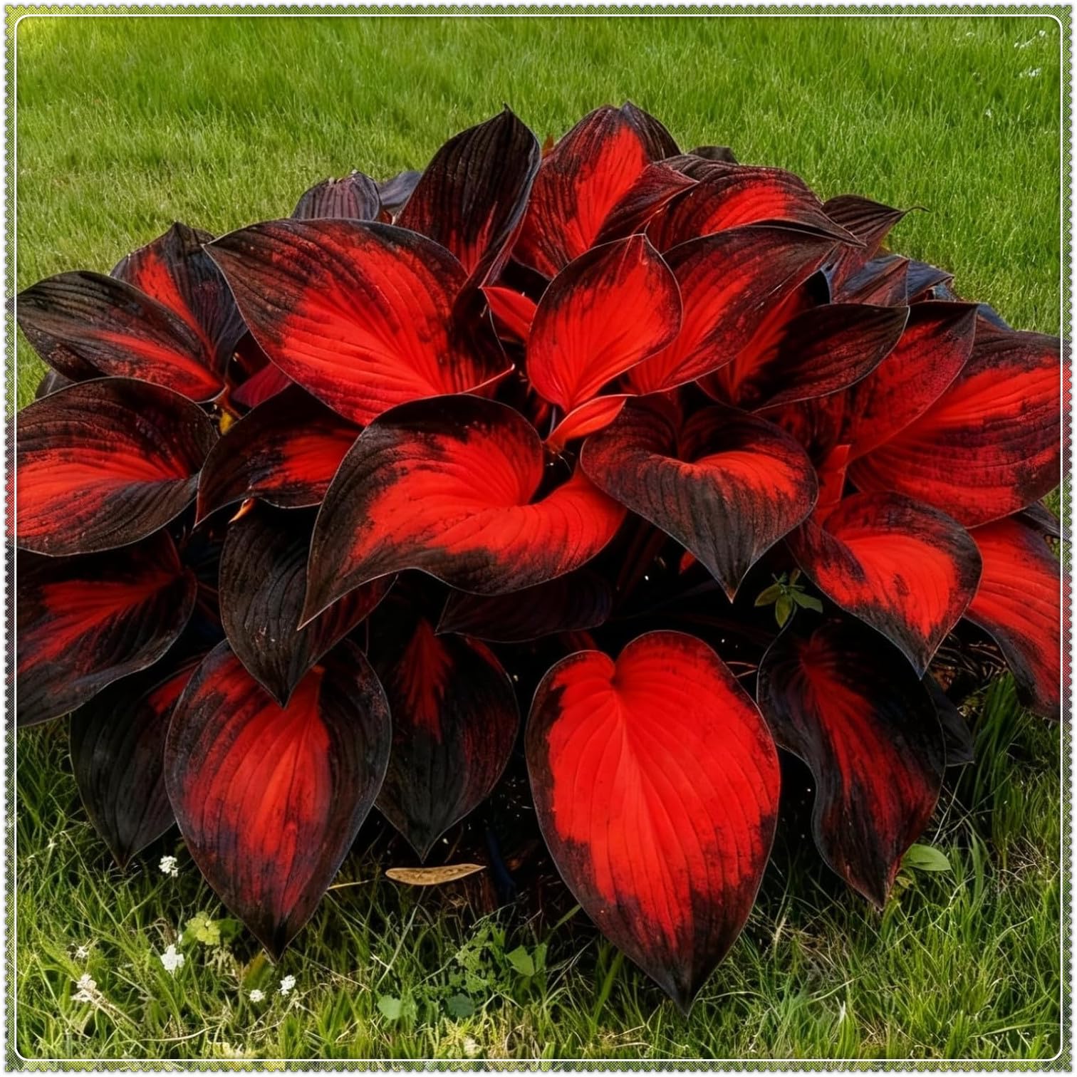 Midnight Blue Heart Hosta Bulbs: Rapid-Growing for Lush Garden Borders & Landscaping | Excellent Displays-3 Bulbs-F — image 1