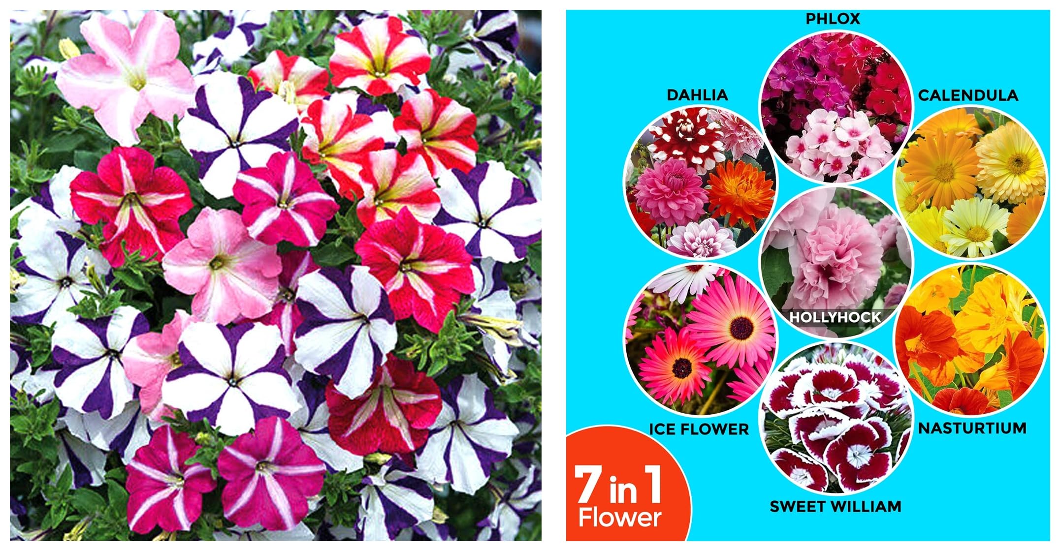 Kraft Seeds Fresh Flower Seeds (7 Packets, Mix,1gm each) & Kraft Seeds Petunia Flower Seeds (1 Packet, Mix 50 Seeds) (B0CCTZBCKS) Amazon Price History, Amazon Price Tracker