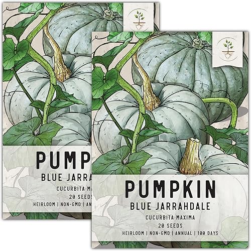 Miniatura 8 de Seed Needs, Blue Jarrahdale - Semillas de calabaza para plantar (Cucurbita Maxima), reliquia, sin OMG y sin tratar, sabrosa calabaza decorativa