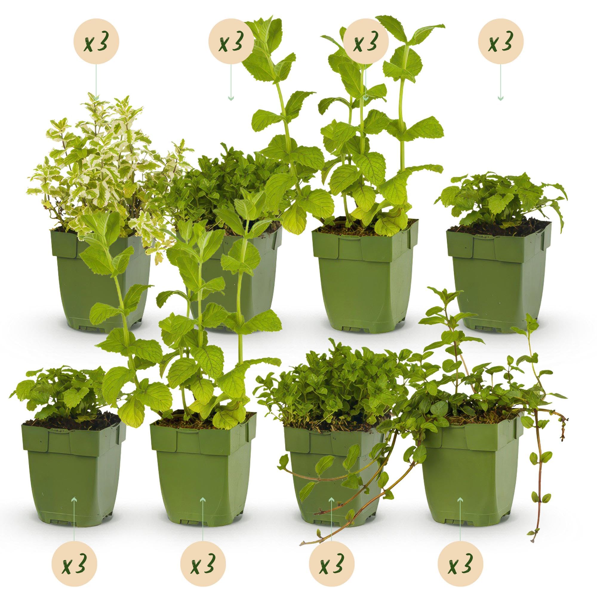 Juego de plantas perennes – Hierbas – 24 plantas perennes de hierbas de té de 3 m² – Aromático y perfumado – Fácil de limpiar – Diferentes variedades – Ø 11 cm
