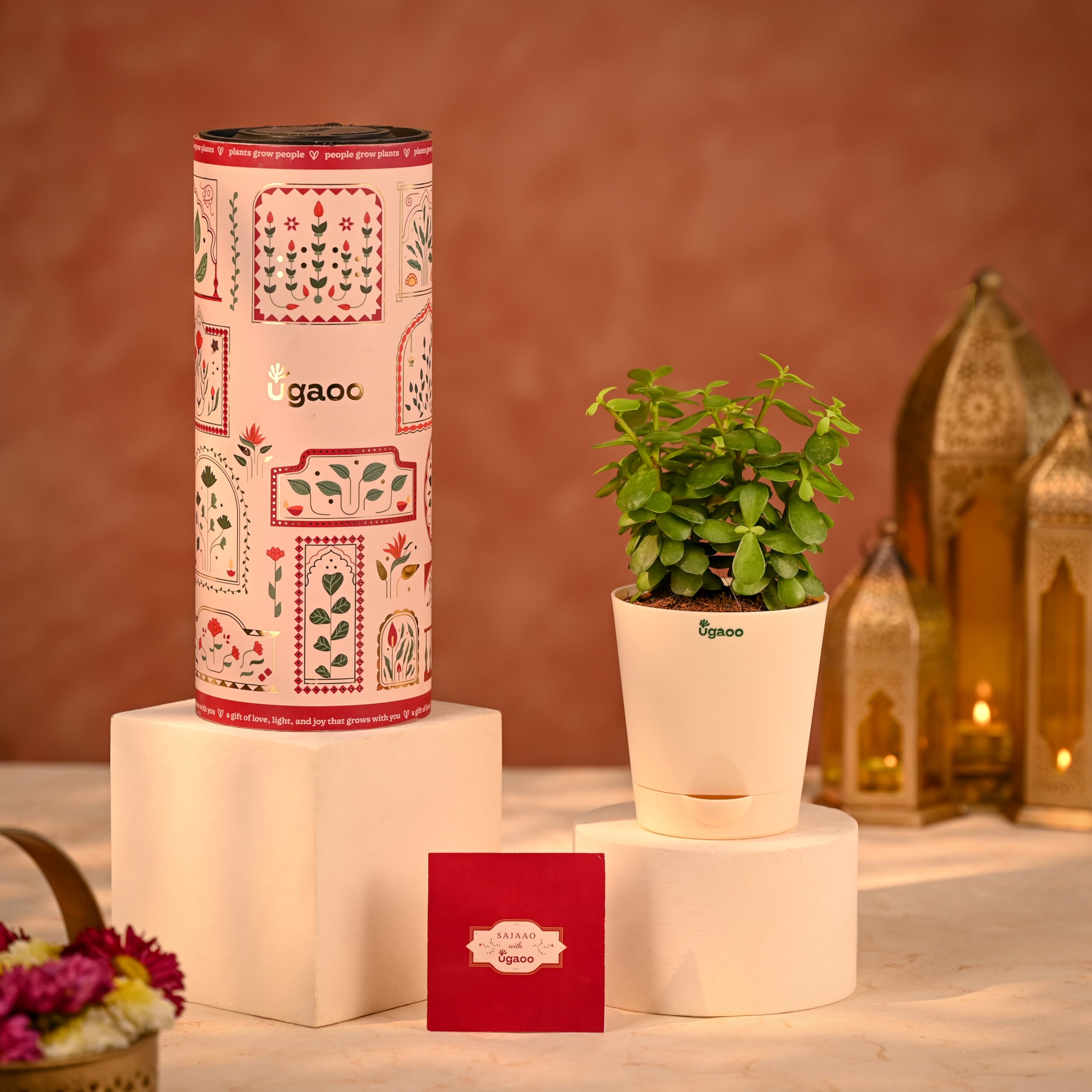 Ugaoo Jade Mini Plant Diwali Gift - Jade Mini Live Plant | Self Watering Pot | Diwali Greeting Card | Plant as a Diwali Gift