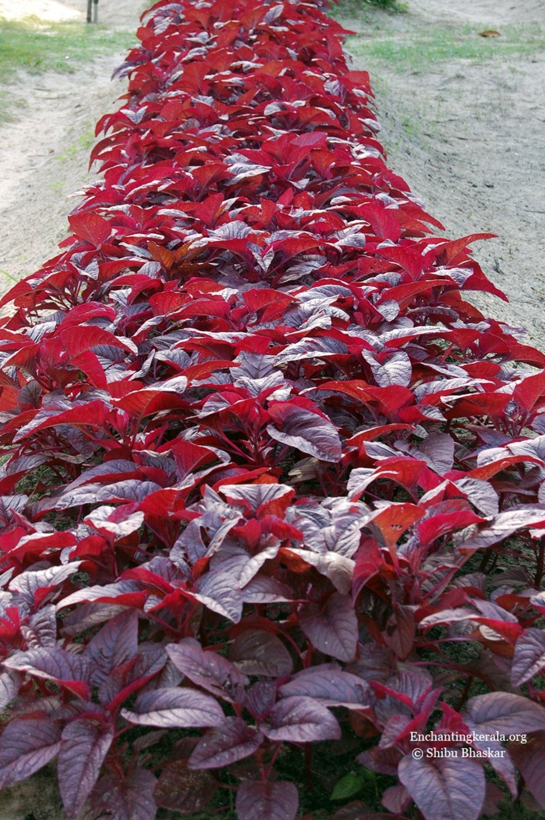 Mall~Kerala Mall~Kerala Mall~Kerala : 2500+ Seeds Of Hybrid Red Spinach High Yield Amaranthus Leaf For Growing Sowing (B077YLV9C1) Amazon Price History, Amazon Price Tracker