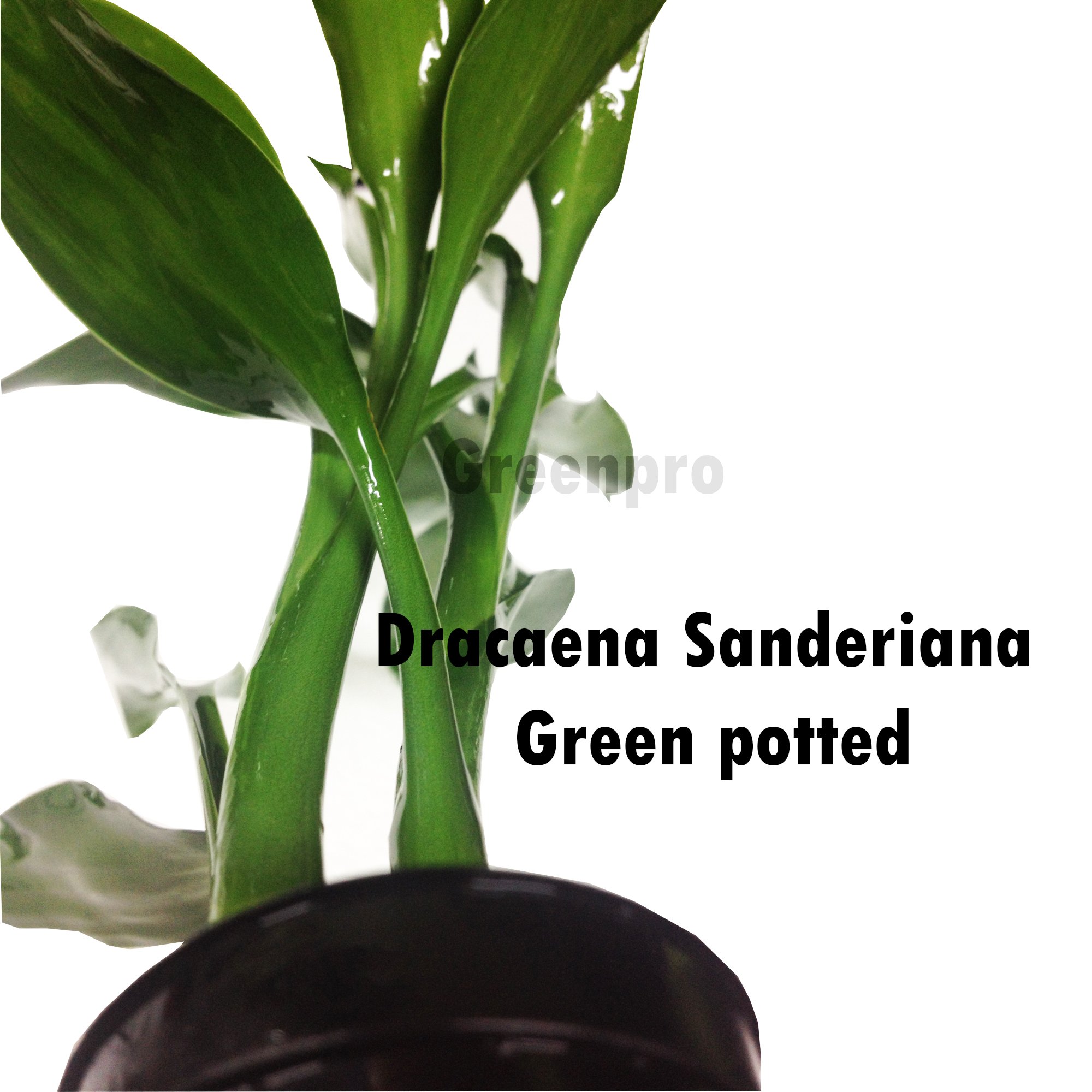 Amazon.com: Greenpro Lucky Bamboo Dracaena Sanderiana Green Potted Live Aquatic  Aquarium Plants for Freshwater Fish Tank : Pet Supplies