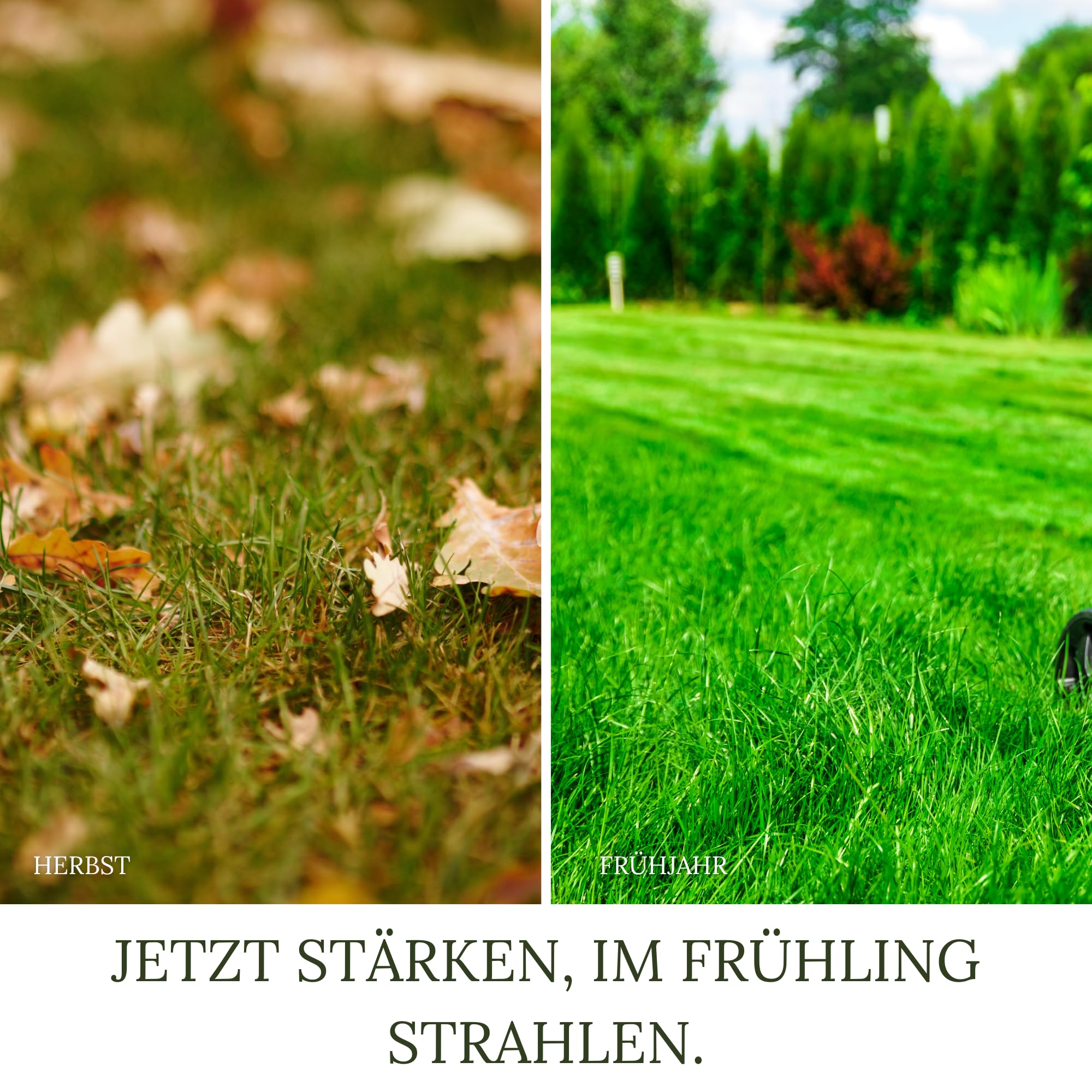 30kg (3 x 10kg) HaGaFe Herbstrasendünger, Herbst - Rasendünger, Dünger, Kaliumdünger für Frosthärte und Standfestigkeit, gut streuwagenfähig, gegen Krankheiten und Schädlinge