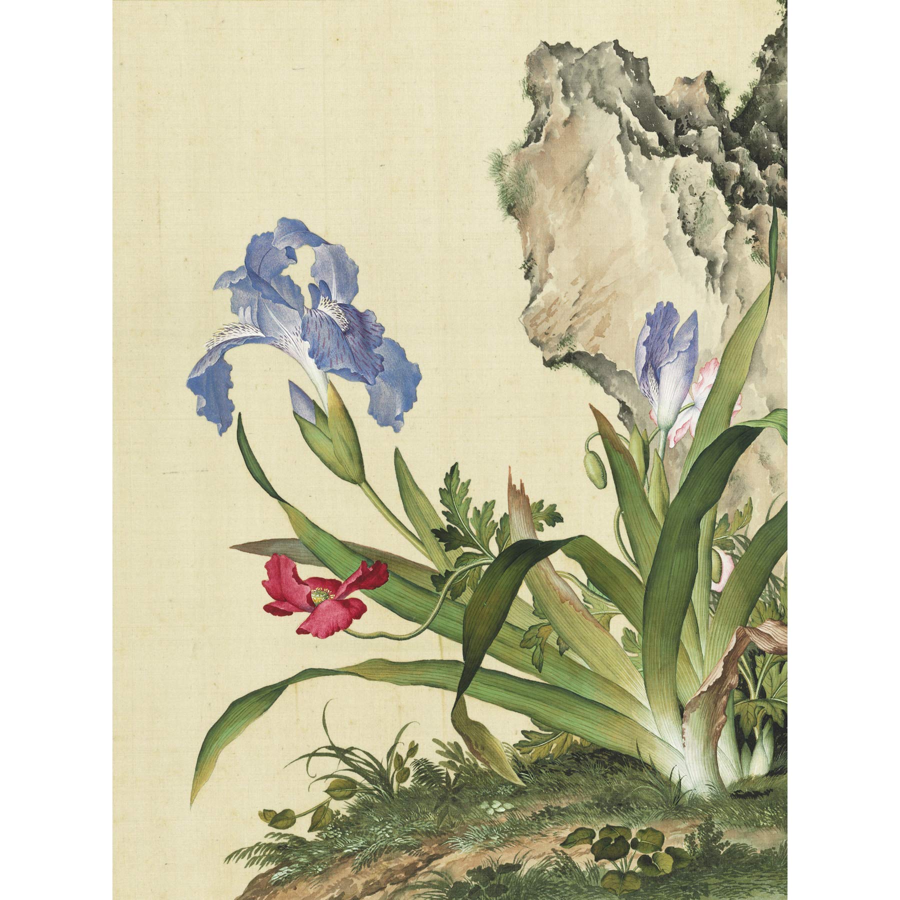 Castiglione Iris Flower Plant Painting Large Wall Art Print Canvas Premium Mural