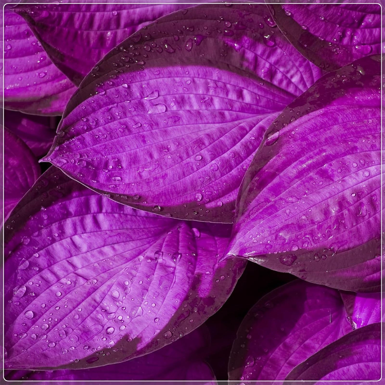 Flowering Rhizome,Hostas for Planting, Hosta Rhizome，Excellent Display, Easy to Plant, Wedding Flowers, Greening Flower,Indoor or Outdoor-4 Bulbs-D