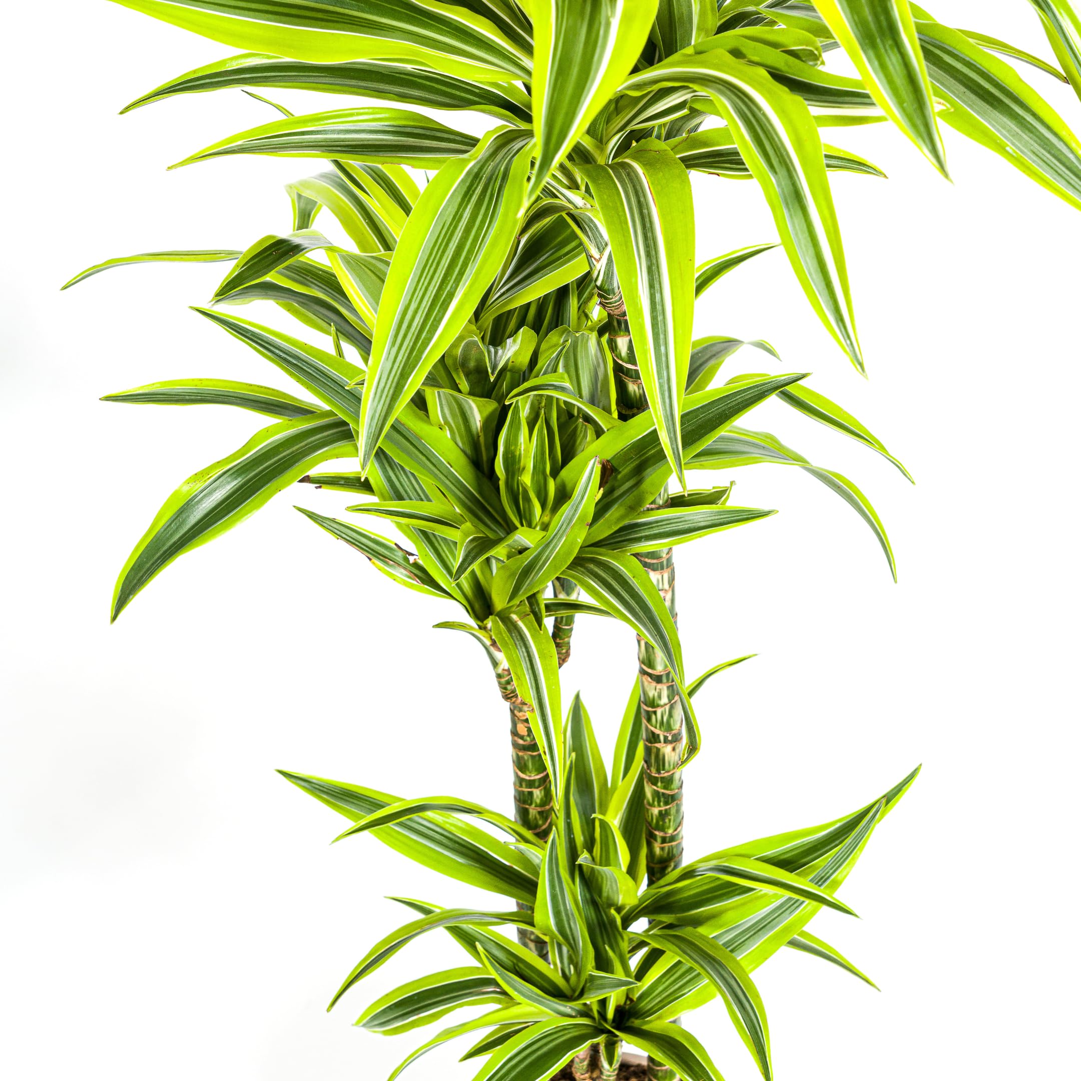 Dracaena deremensis "Lemon Lime" - Planta verde (24 cm)
