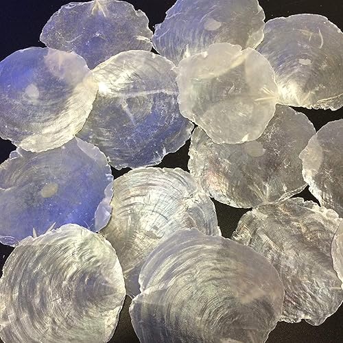 Miniatura 2 de PEPPERLONELY Ronda Natural Capiz Sea Shells, 8 OZ Apprx.27+ PC Shells, 2-34 Pulgadas  3 Pulgadas