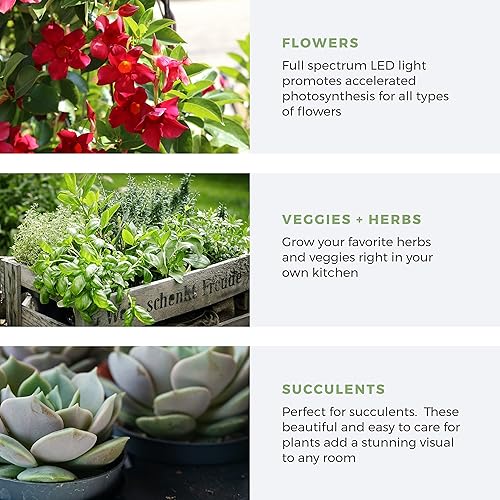 Miniatura 7 de Maceta de cultivo de altura ajustable para interiores, jardín de hierbas con luz LED, temporizador automático, maceta triple con ribete de trigo