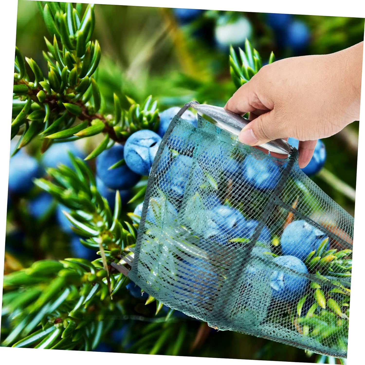 UPKOCH Berry Picker Thumb Cutter Garden Tool for Fruit Tree Efficient Blueberry Harvester