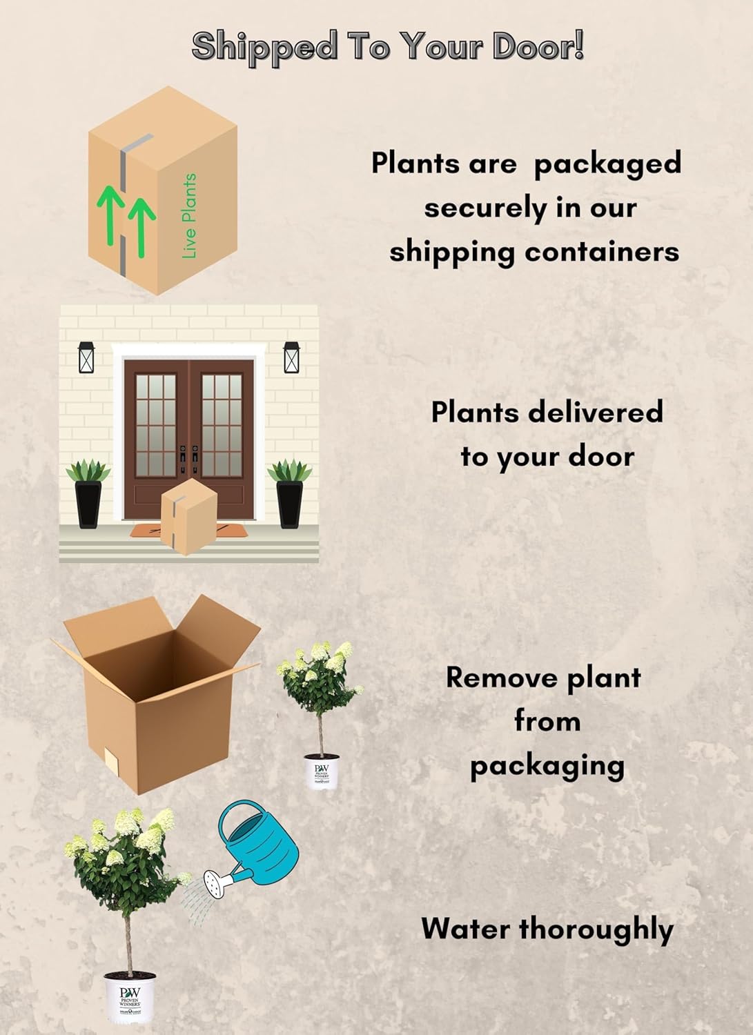 Proven Winners Limelight Hydrangea Tree 3 Gal, Green to Pink Blooms