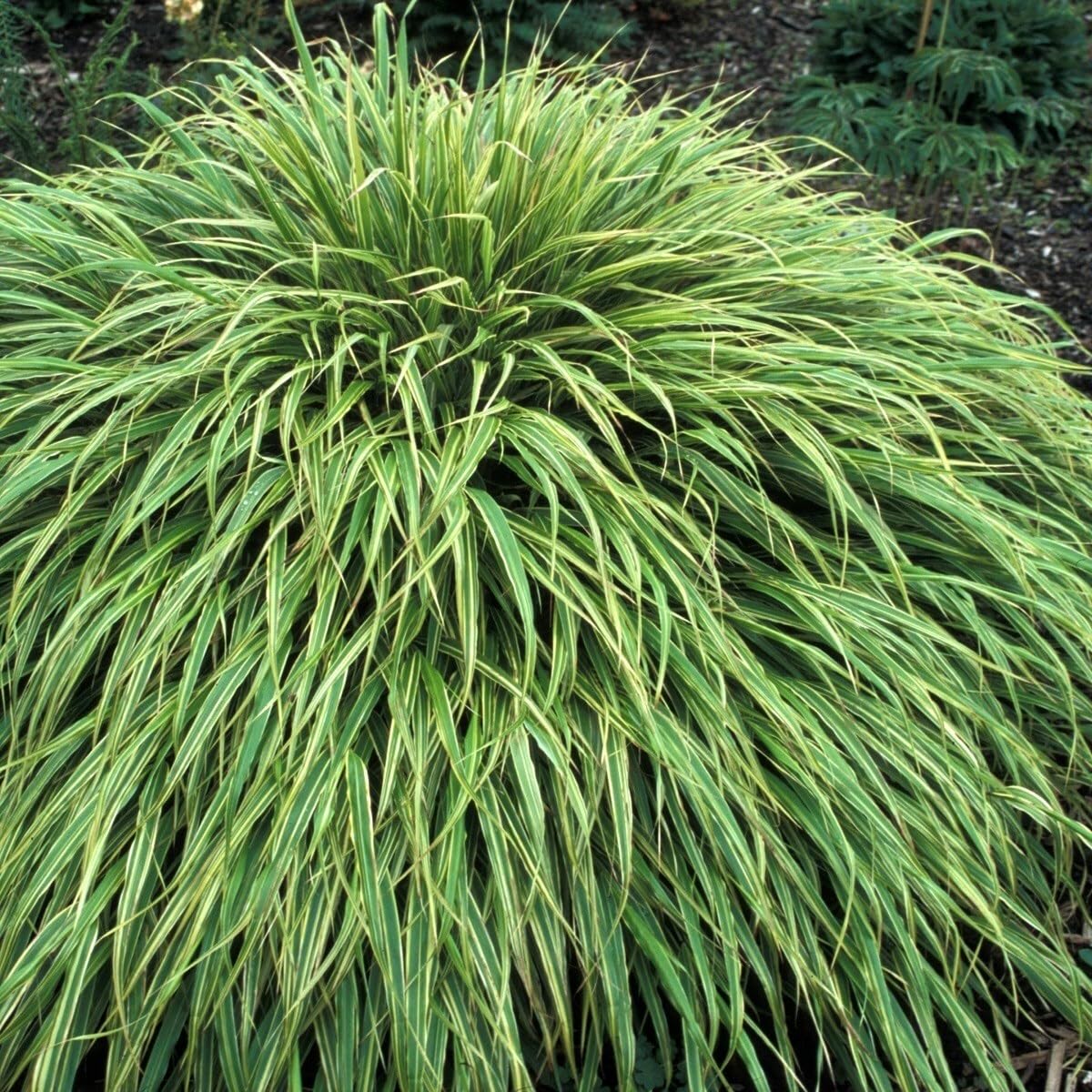 Plant Theory 9cm Pot Hakonechloa Macra Albovariegata Japanese Forest Grass Plant