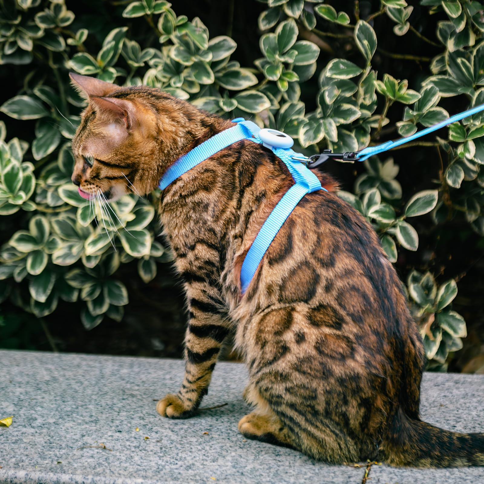 Set di imbracatura e guinzaglio per gatti a prova di fuga per passeggiate, guinzaglio regolabile per gattini con supporto per Airtag per gatti piccoli e grandi, imbracatura da viaggio