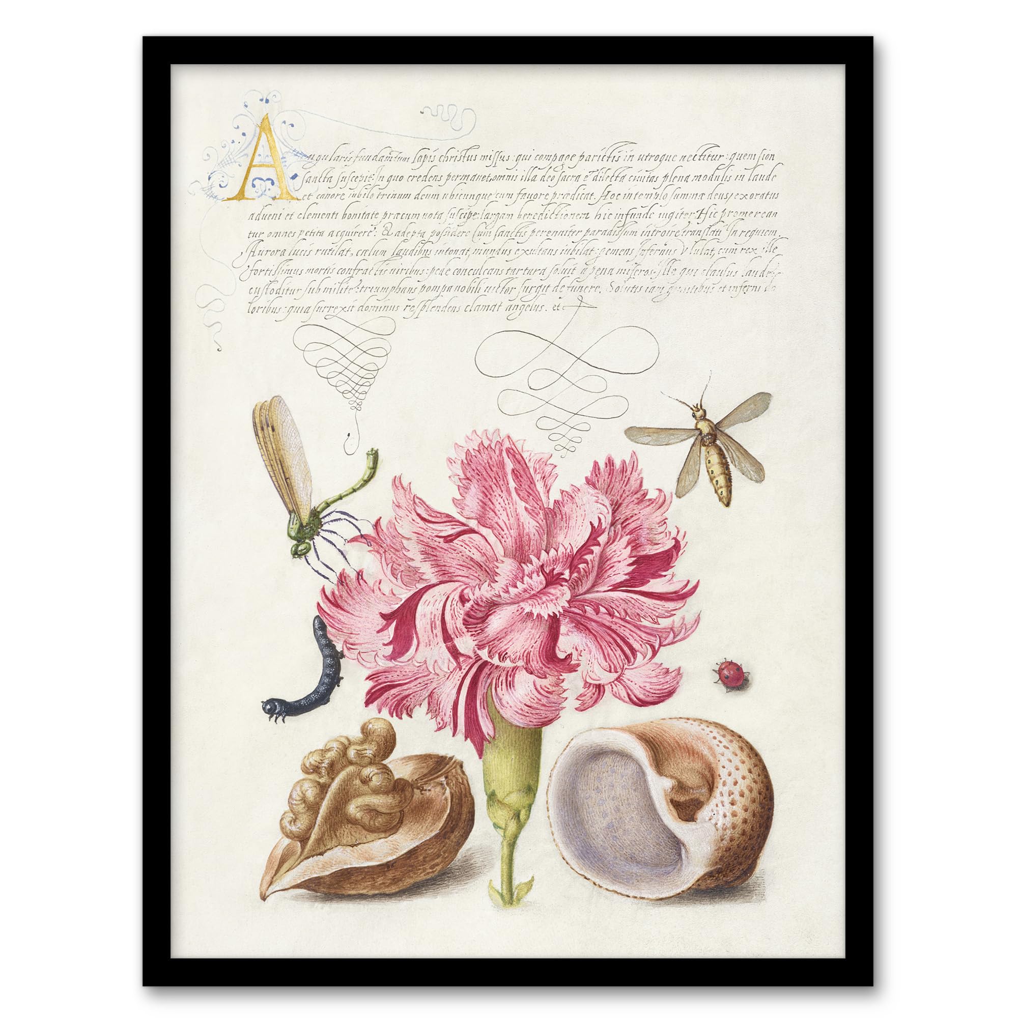 Artery8 Carnation Walnut and Mollusk By Model Book of Calligraphy Framed Wall Art Print 12X16 : Natural illustration radiating exotic charm timeless wall feature for garden room or lounge