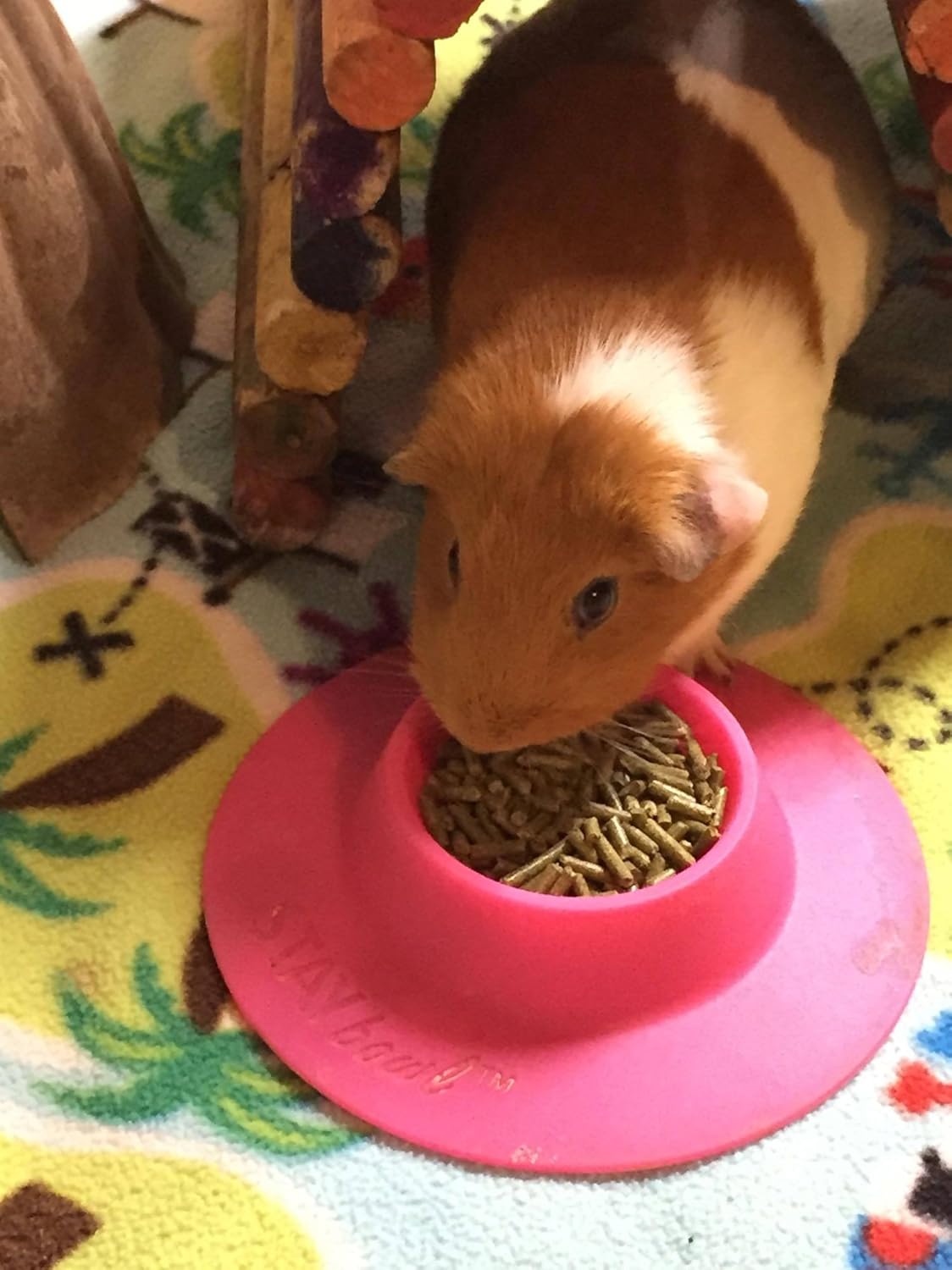 Tip-Proof Ergonomic Pet Bowl for Guinea Pig and Other Small Pets, 1/4-Cup Small Size, Fuchsia (Pink) (Pack of 2)