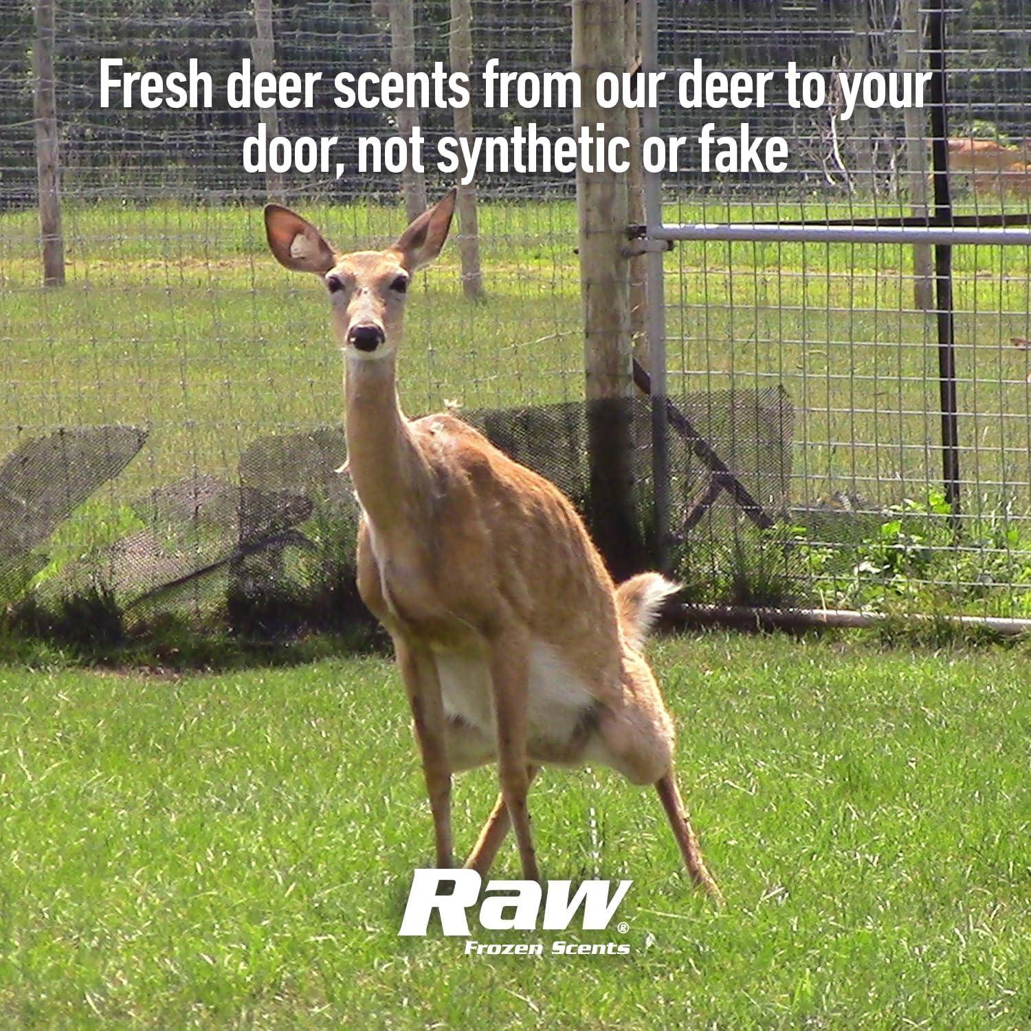 RAW Frozen Scents Deer Society Rut Kit – Hot Doe Estrus, Buck Urine, Scrape Lure, Body Blast, Mist Tops & Scent Wicks – Pure Frozen Whitetail Deer Hunting Scent Pack