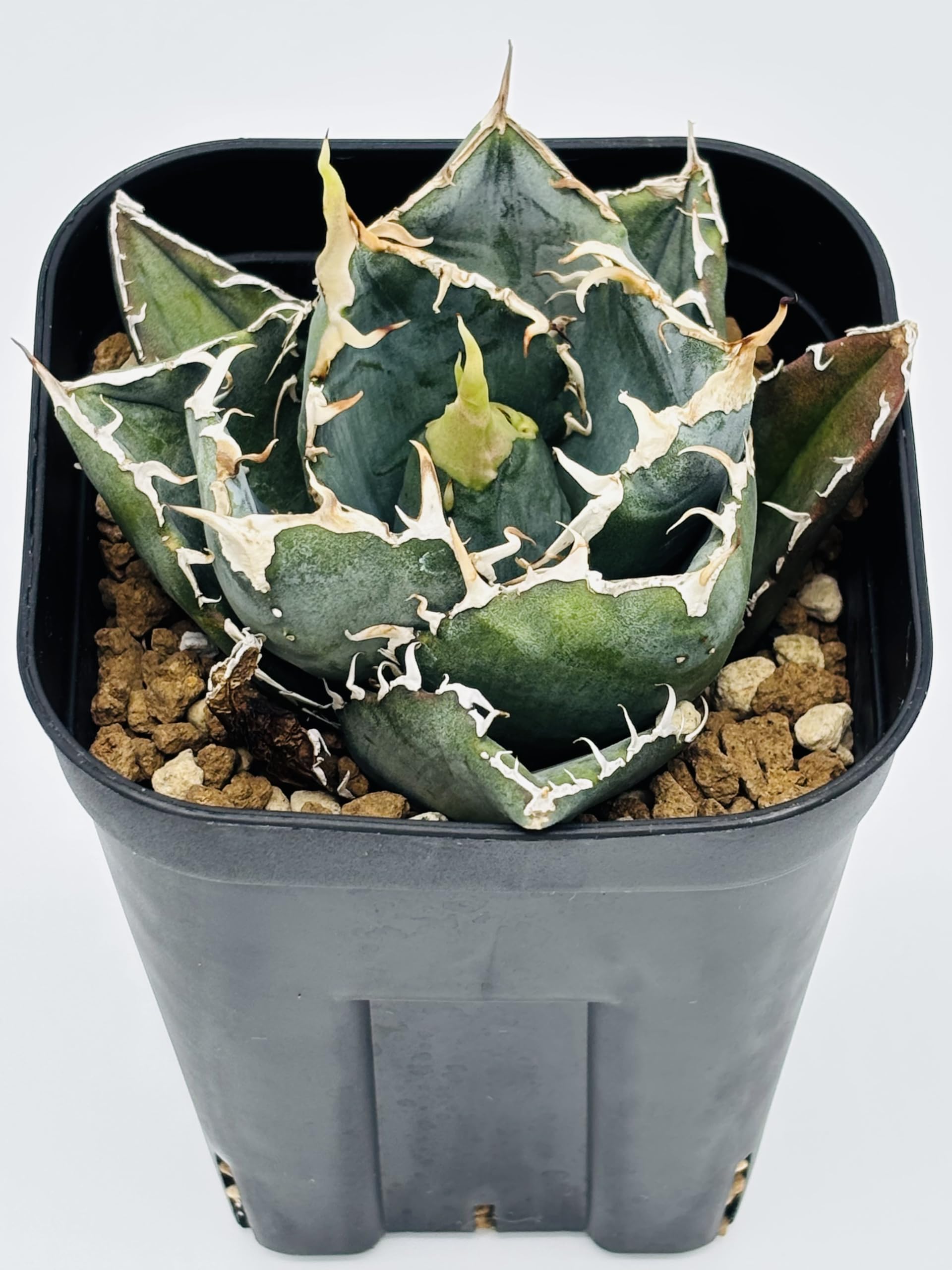 Amazon｜アガベ チタノタ 白鯨/Agave titanota 'White Whale