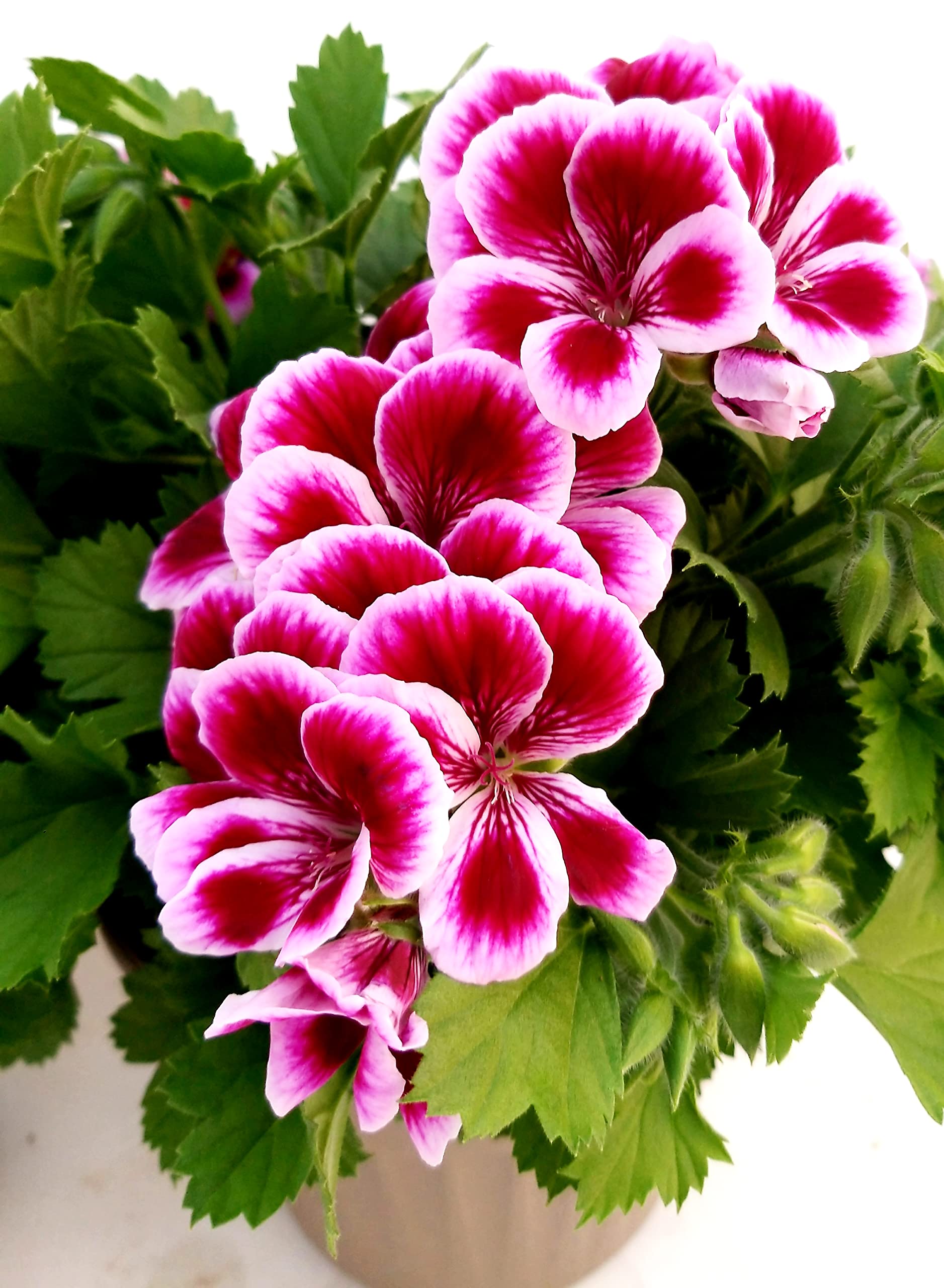POWERS TO FLOWERS - GERANIO IMPERIALE, PELARGONIUM GRANDIFLORUM, 2