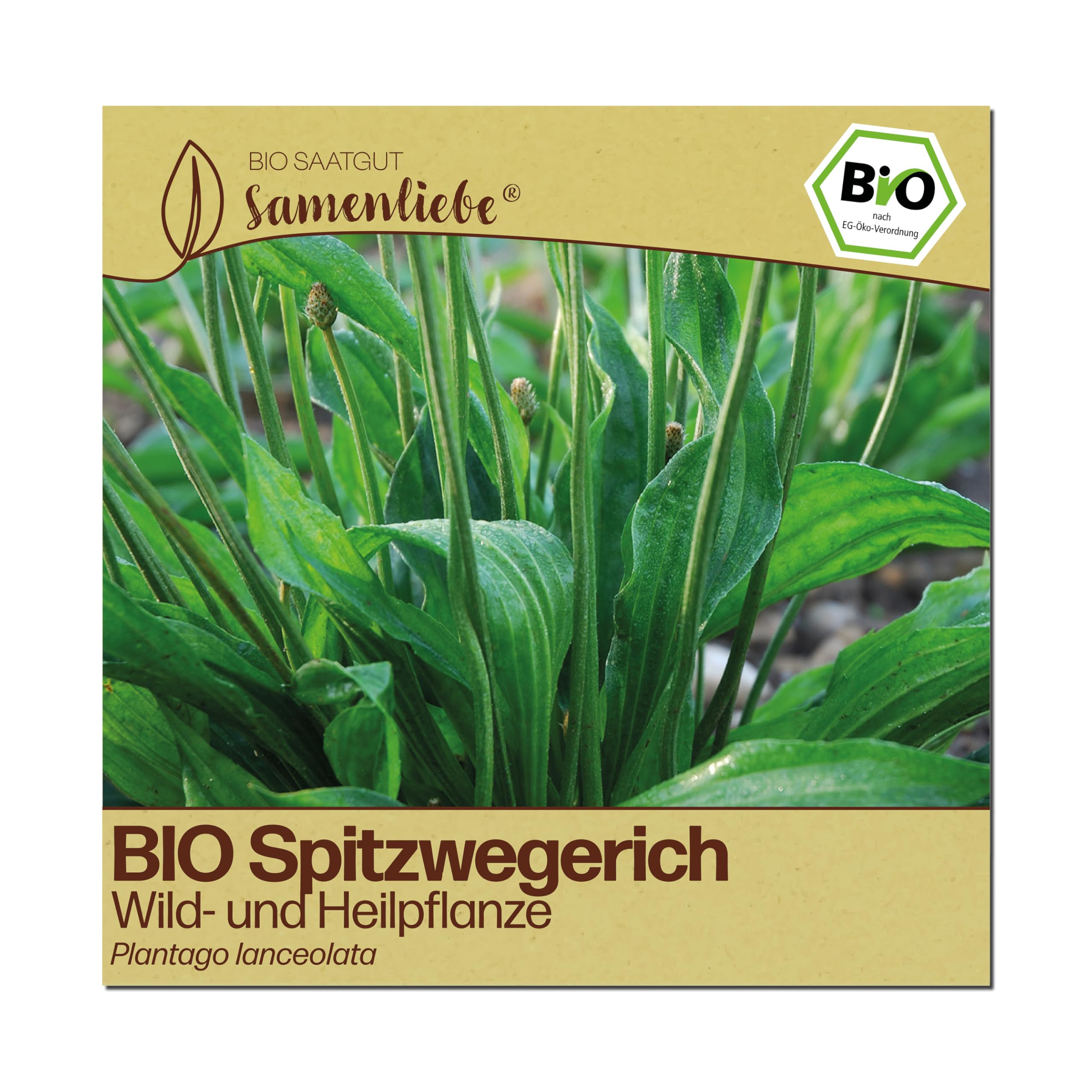 Samenliebe BIO Spitzwegerich Samen | Heilpflanze - winterhart & mehrjährig - samenfestes BIO Saatgut