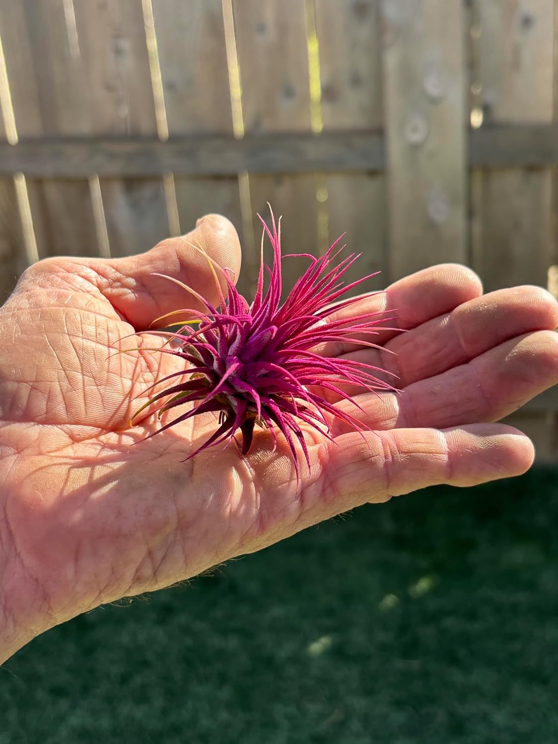 Air Plants - Tillandsia Ionantha - Organically Enhanced Color - Live Arrival Guaranteed - House Plants for Home Decor & Gift (9 pk Combo, 3pk Blue Bell + 6pk Mix)