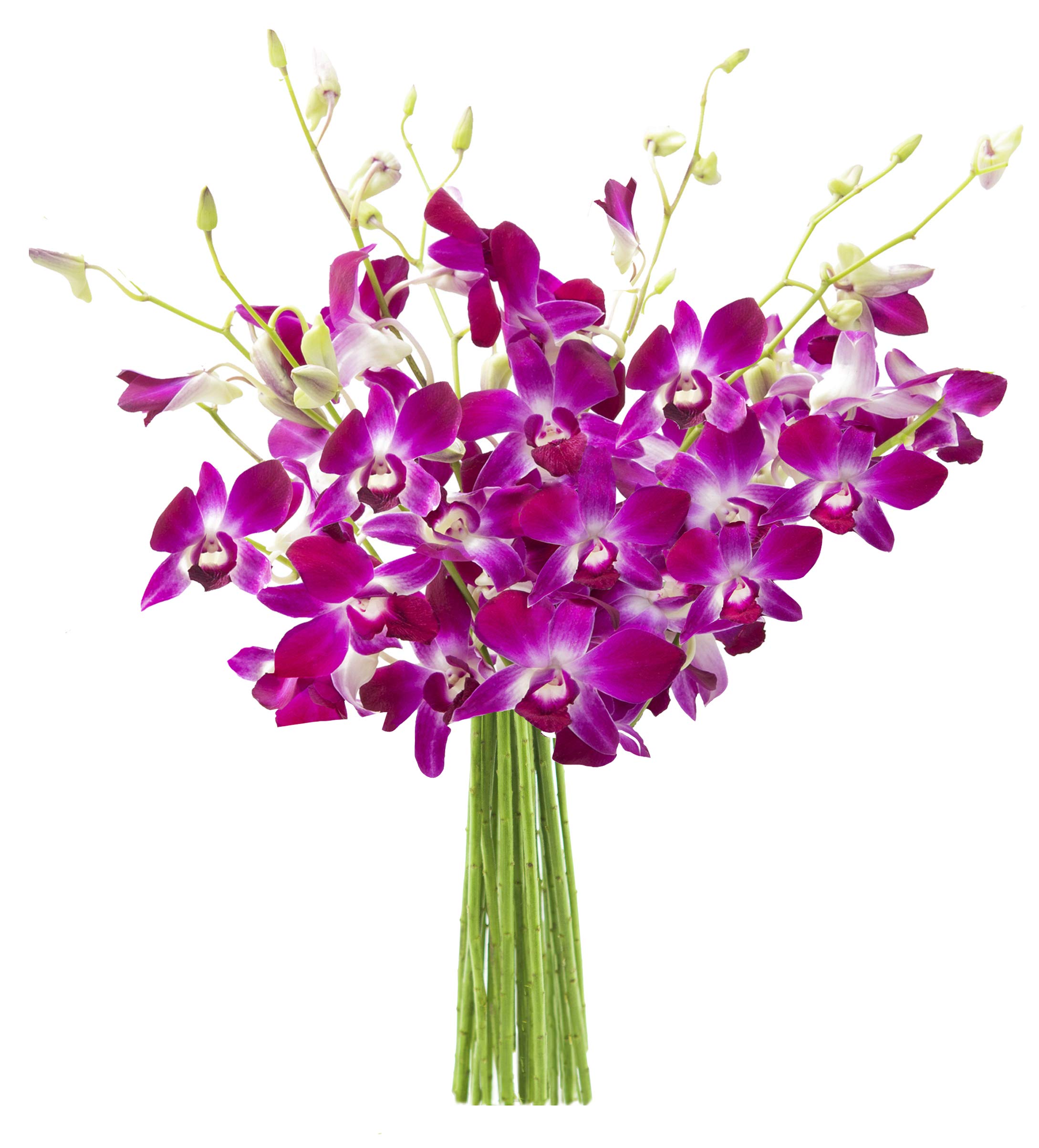 KaBloom Bouquet of 10 Purple Orchid