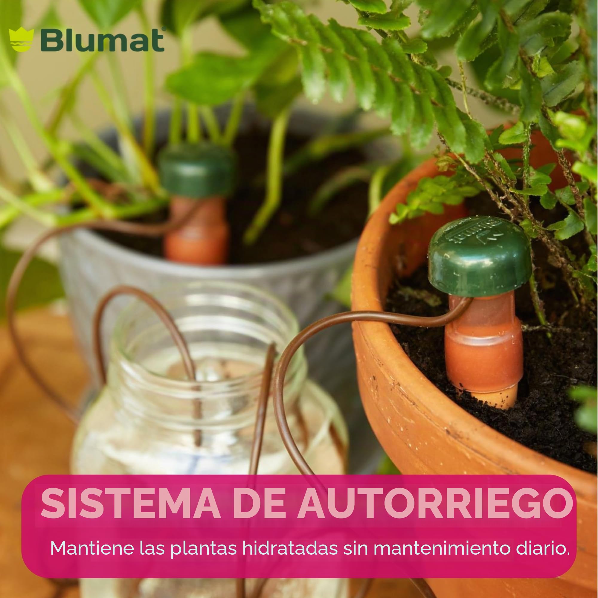 BLUMAT 10520 Junior Automático Planta Riego, XL, 2 Unidades