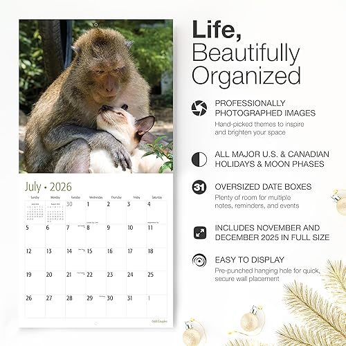 Miniatura 2 de RED EMBER Odd Couples Calendario mensual de pared colgante 2024  12 x 24 pulgadas abierto  Papel grueso y resistente  Regalo  Lindos gatitos