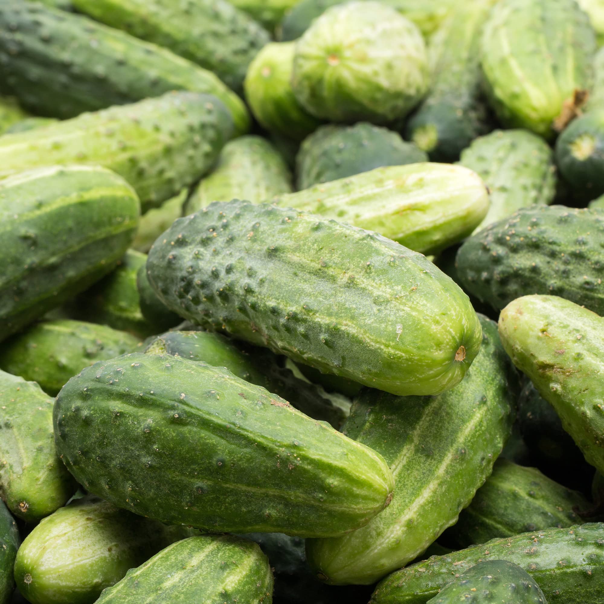 【cucumber】 Early Spring Burpless Hybrid Slicing Cucumber Seed [LS21617