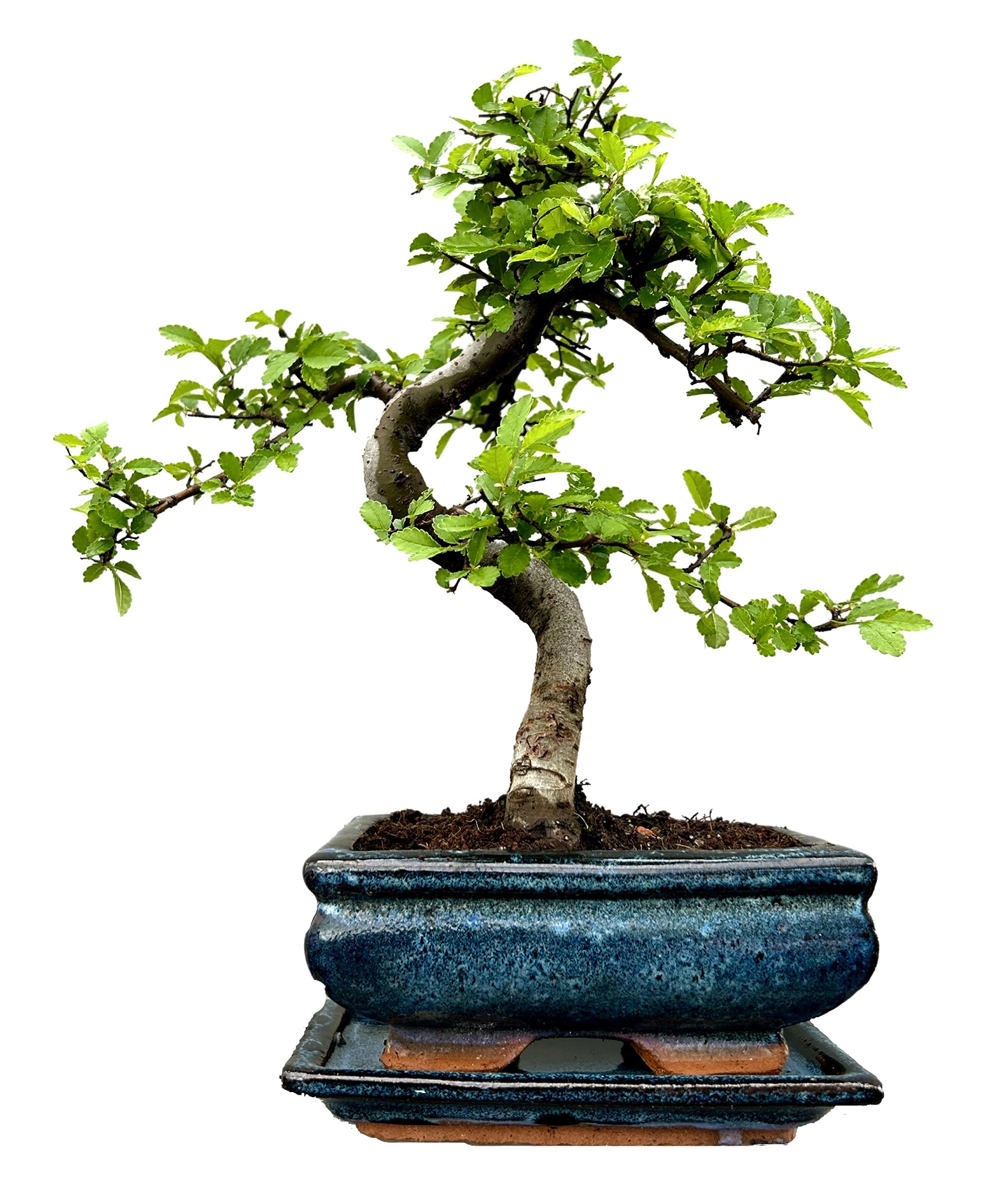 Bonsai Trees (7yr Old S Style Elm)
