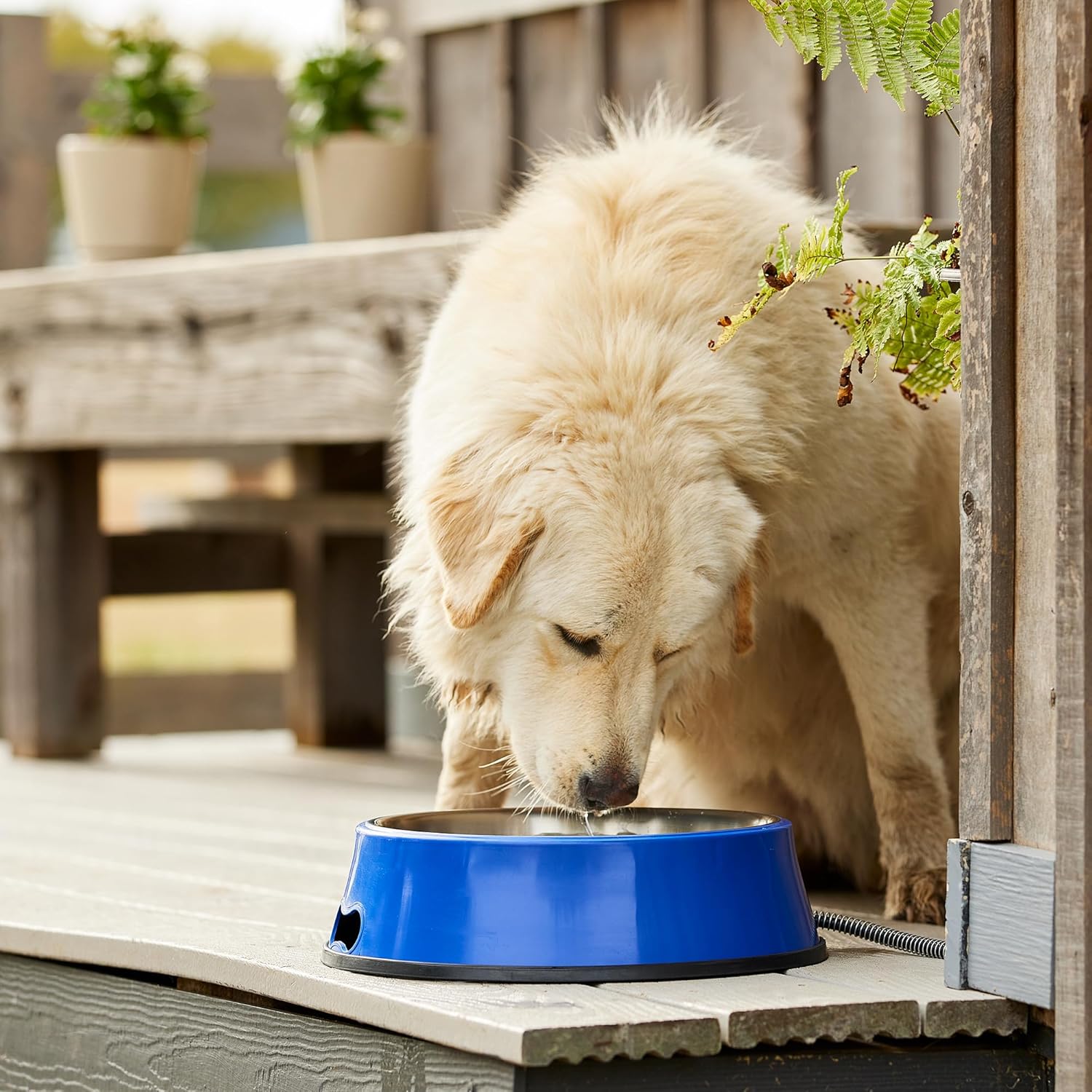 Farm Innovators Heated Pet Water Bowl, 60W Heated Water Dish - 5.5 Quart Stainless Steel Watering Station with Anti-Chew Cord Protector for Dogs & Cats