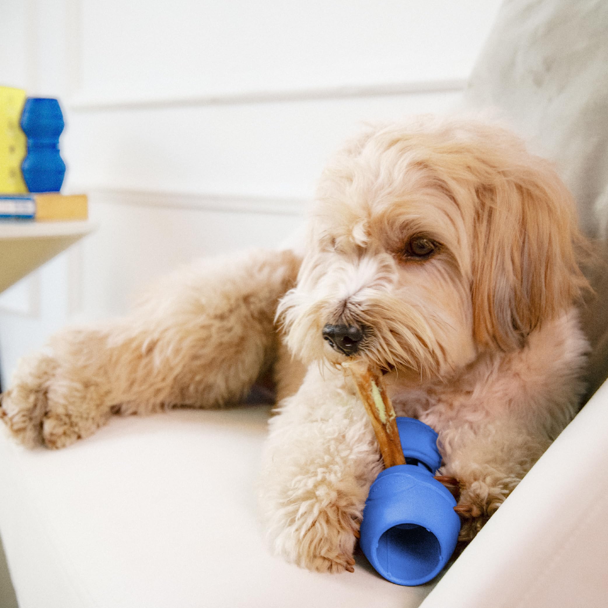 Chewise Supporto per Bastoncini da Masticare per Cani, versione migliorata, resistente e sicuro, dispositivo BPA-free per prevenire il soffocamento, compatibile con vari bastoncini e taglie di cani