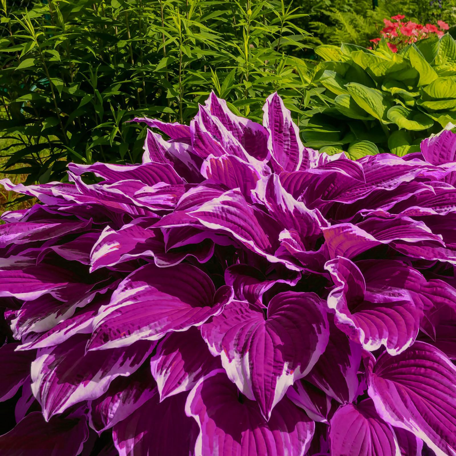 Hostas Ornamental Grass Landscaping Using Hostas In The Landscape