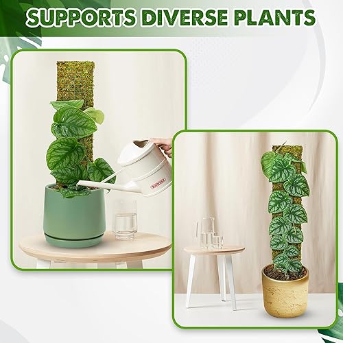 Miniatura 7 de DUSPRO Postes de musgo de malla plana para plantas trepadoras, Monstera, poste de musgo apilable para plantas con musgo real, poste para plantas en