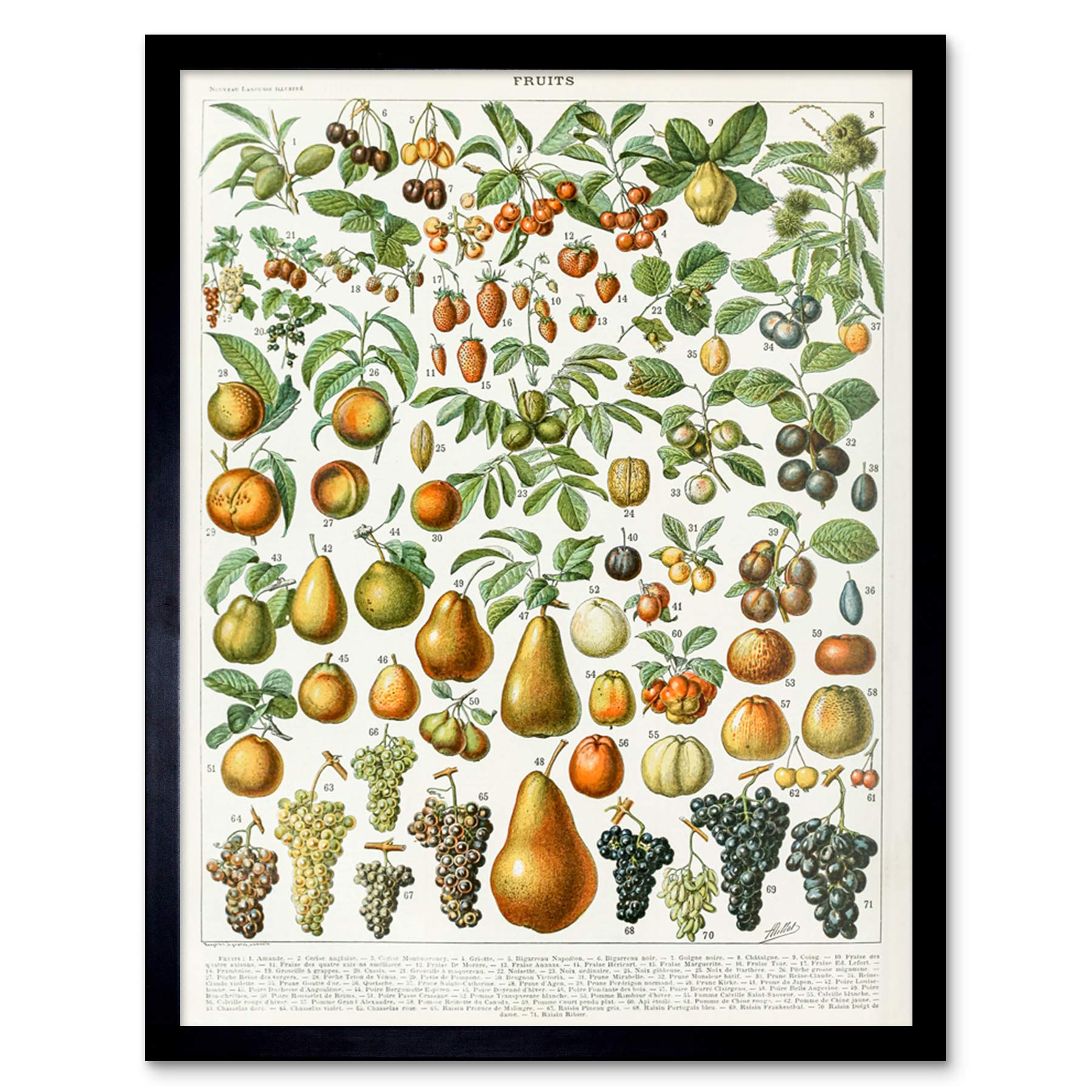 Artery8 Millot Encyclopedia Page Fruit Pear Grapes Art Print Framed Poster Wall Decor 12x16 inch