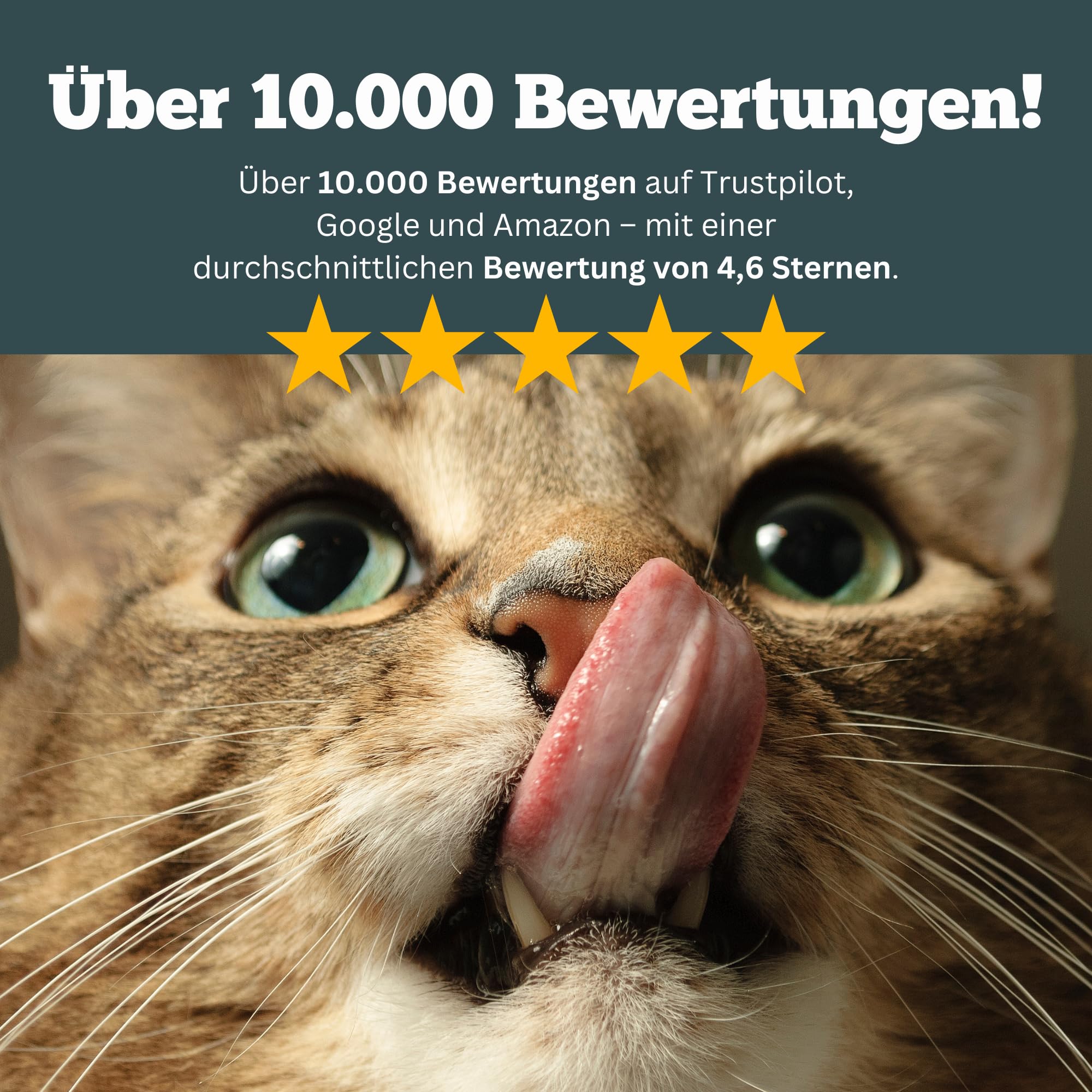 Omniderma - Juckreiz Tabletten bei Haut- & Fellproblemen Katzen, Kleine Hunde, Meerschweinchen & Kaninchen - Natürliche Kräuterformel bei Ekzem & Hautirritationen - 90 Tabletten à 250 mg