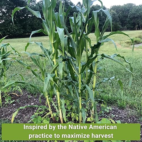 Miniatura 3 de Sow Right Seeds - Colección de semillas de 3 hermanas para plantar - Paquetes de maíz dulce Bantam, frijol Wonder Pole de Kentucky y calabaza