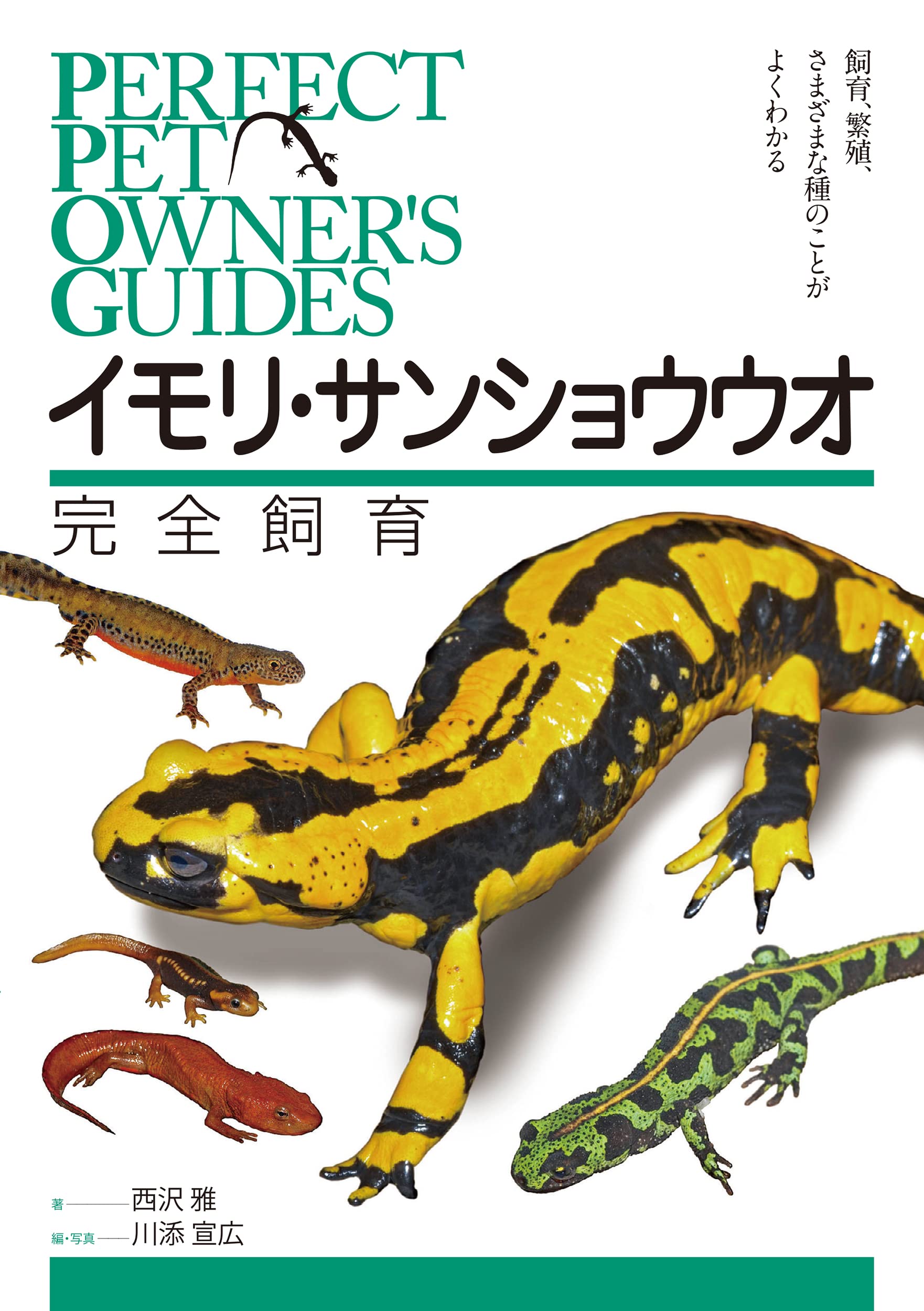 イモリ サンショウウオ完全飼育 飼育 繁殖 さまざまな種のことがよくわかる Perfect Pet Owner S Guides 西沢 雅 川添 宣広 本 通販 Amazon イモリ サンショウウオ完全飼育 飼育 繁殖 さまざまな種のことがよくわかる Perfect Pet Owner S Guides 西沢 雅 川添 宣広 本 通販 Amazon
