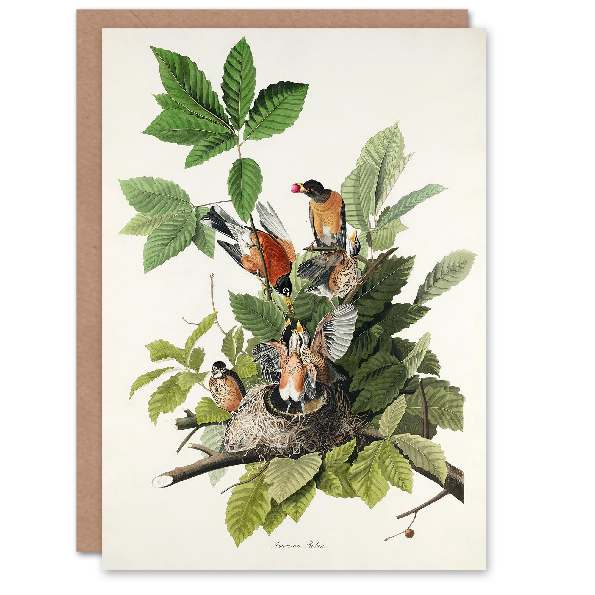 Artery8 John James Audubon Art Card American Robin Birds Nest